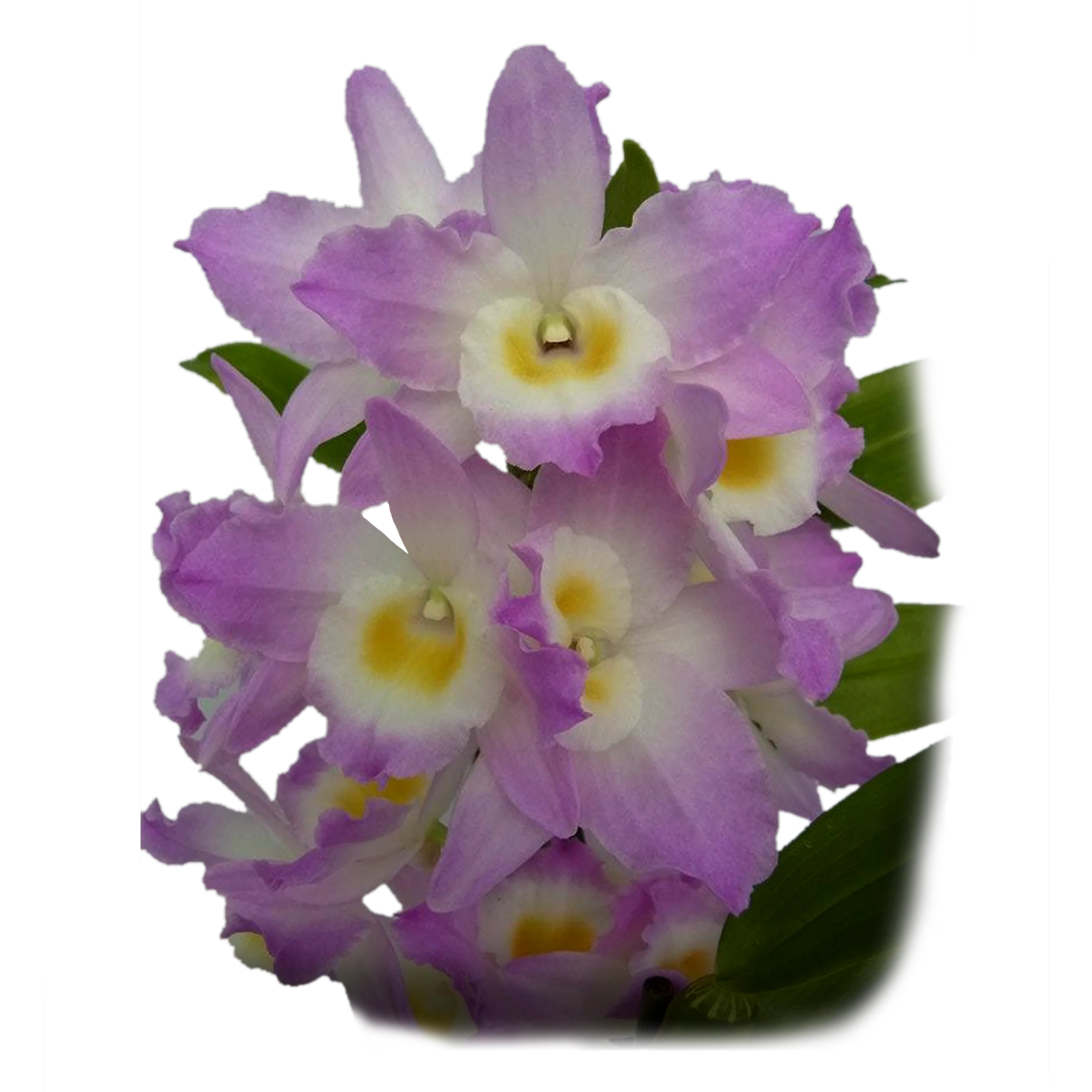 Dendrobium Softcane Fancy Angel ‘Lychee’ - Image 2