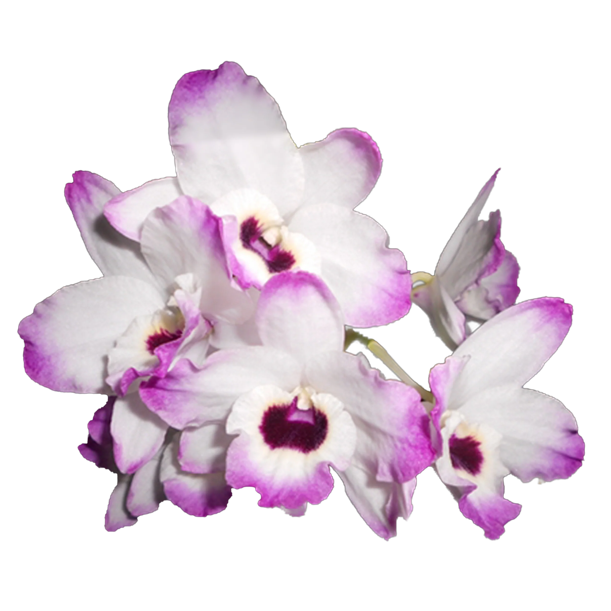 Dendrobium Softcane Love Memory ‘Fizz’ - Image 2