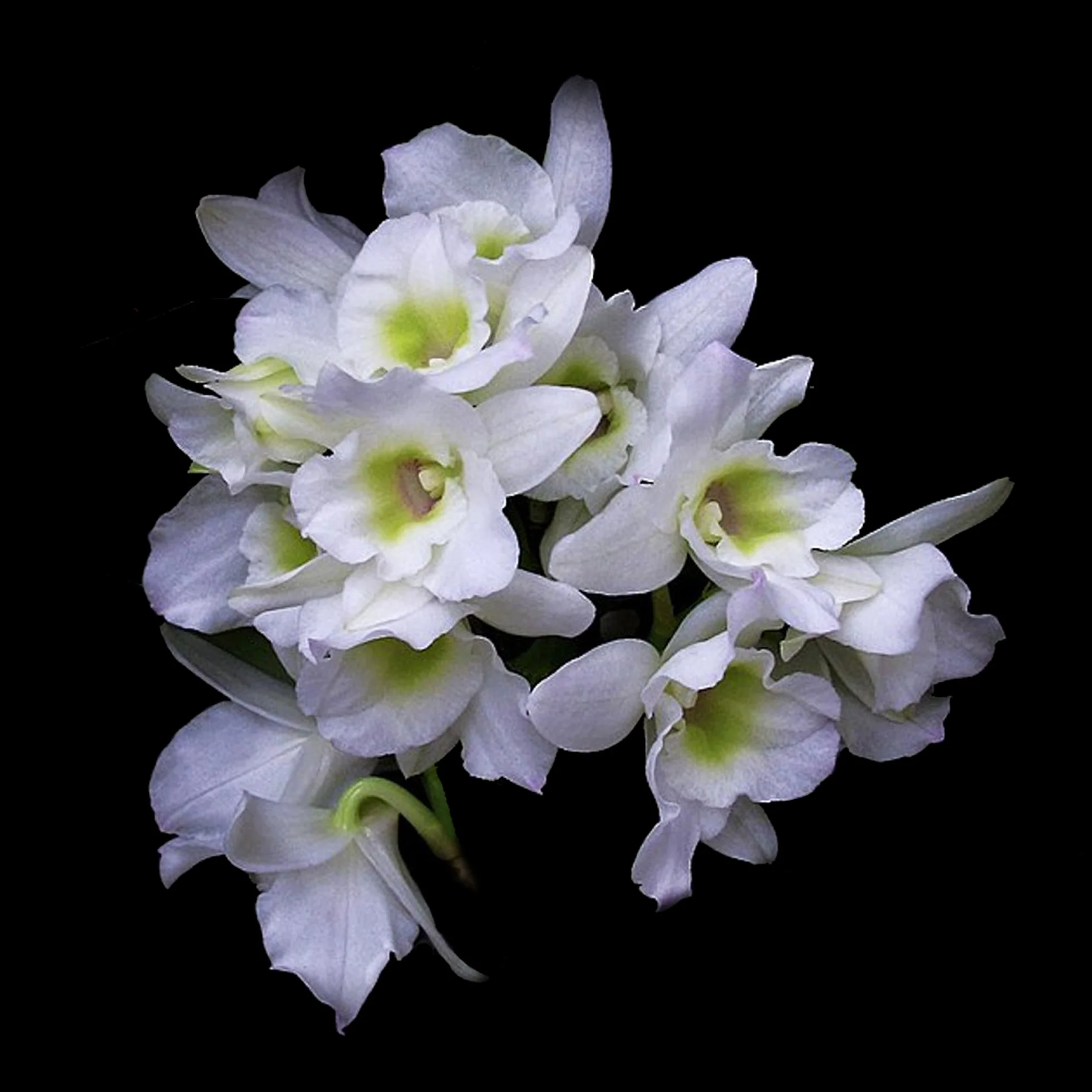 Dendrobium 'Spring Dream'