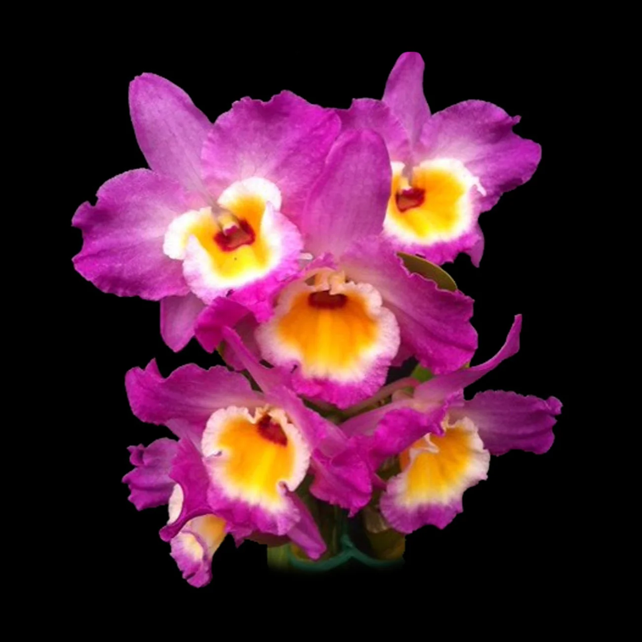 Dendrobium Wave King 'Akebono'