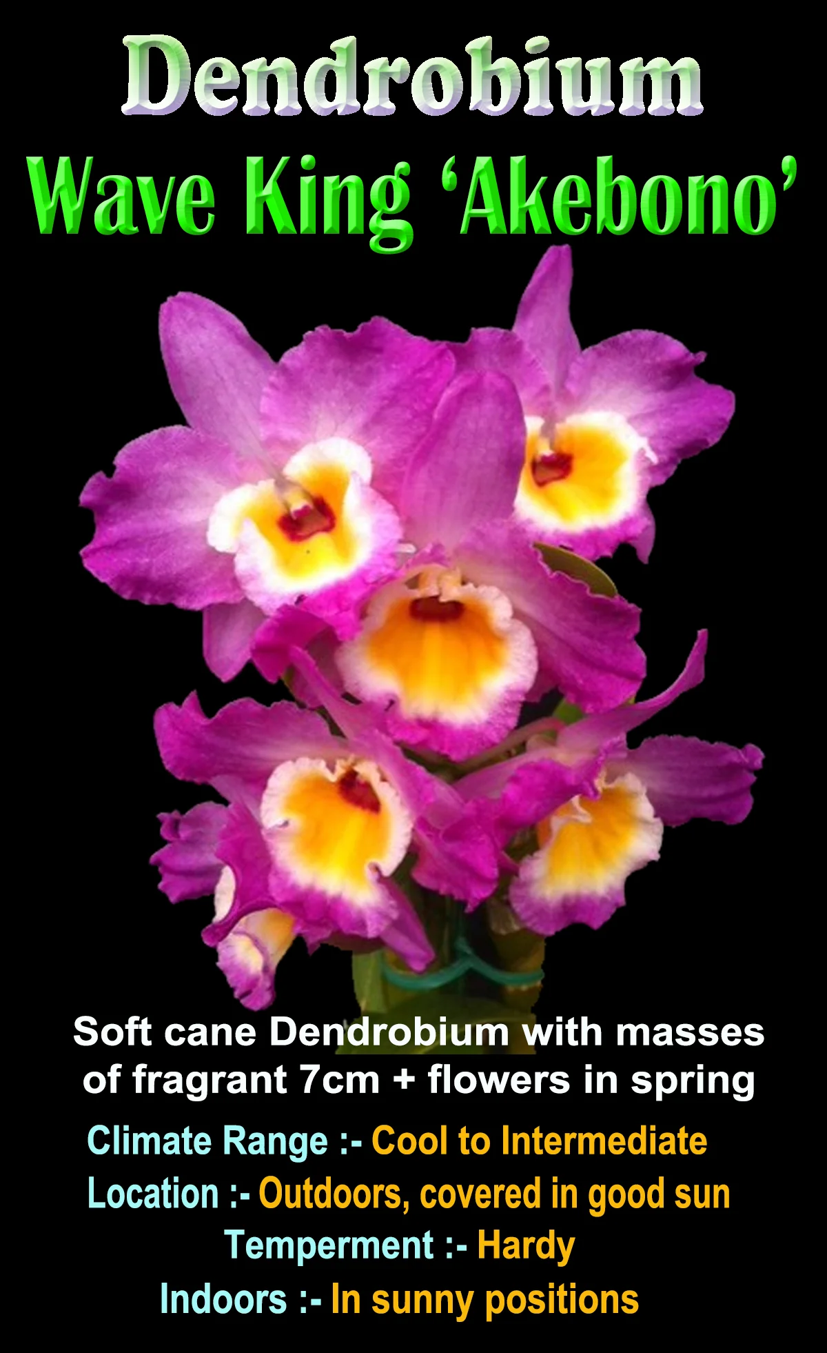 Dendrobium Wave King 'Akebono' - Image 2