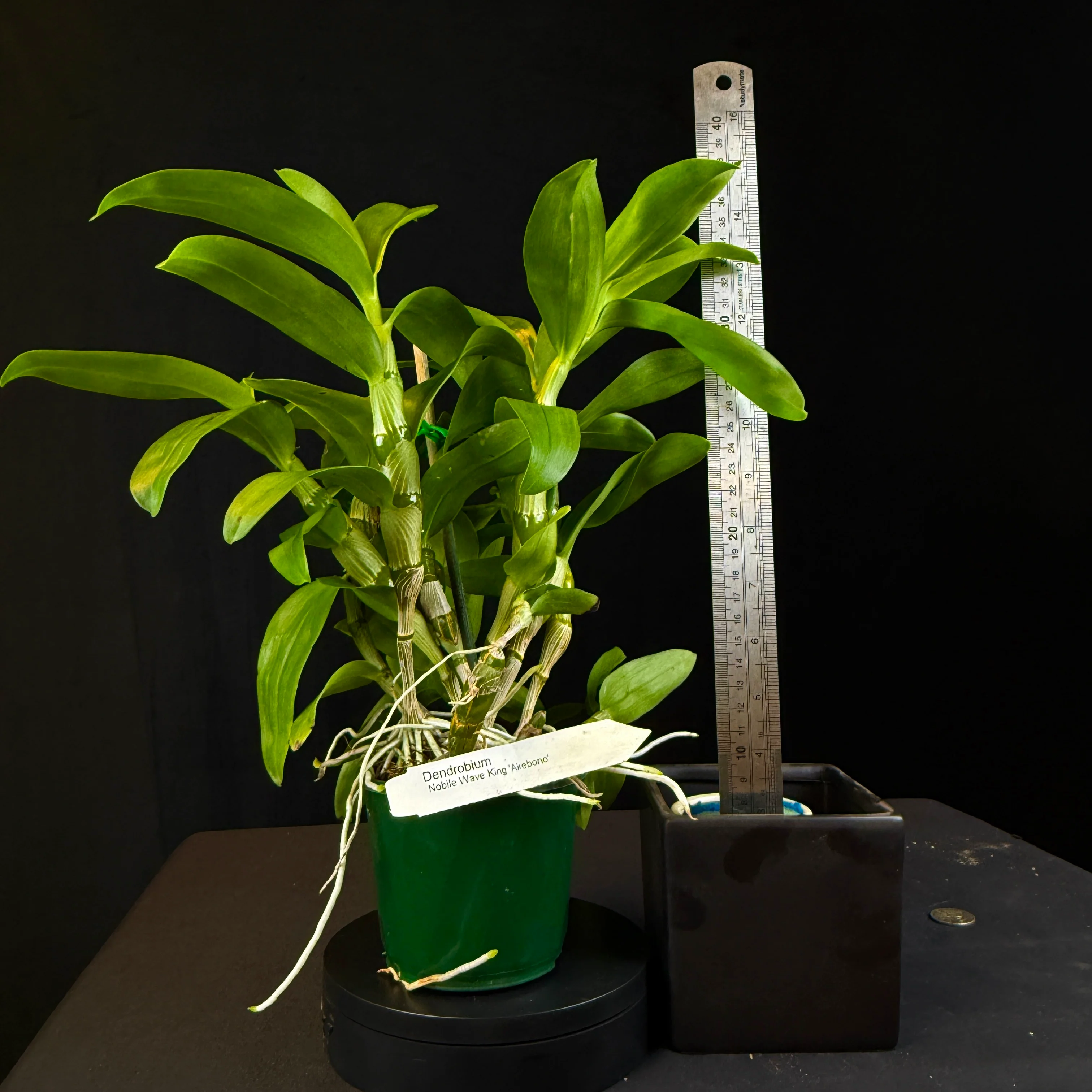 Dendrobium Wave King 'Akebono' - Image 3