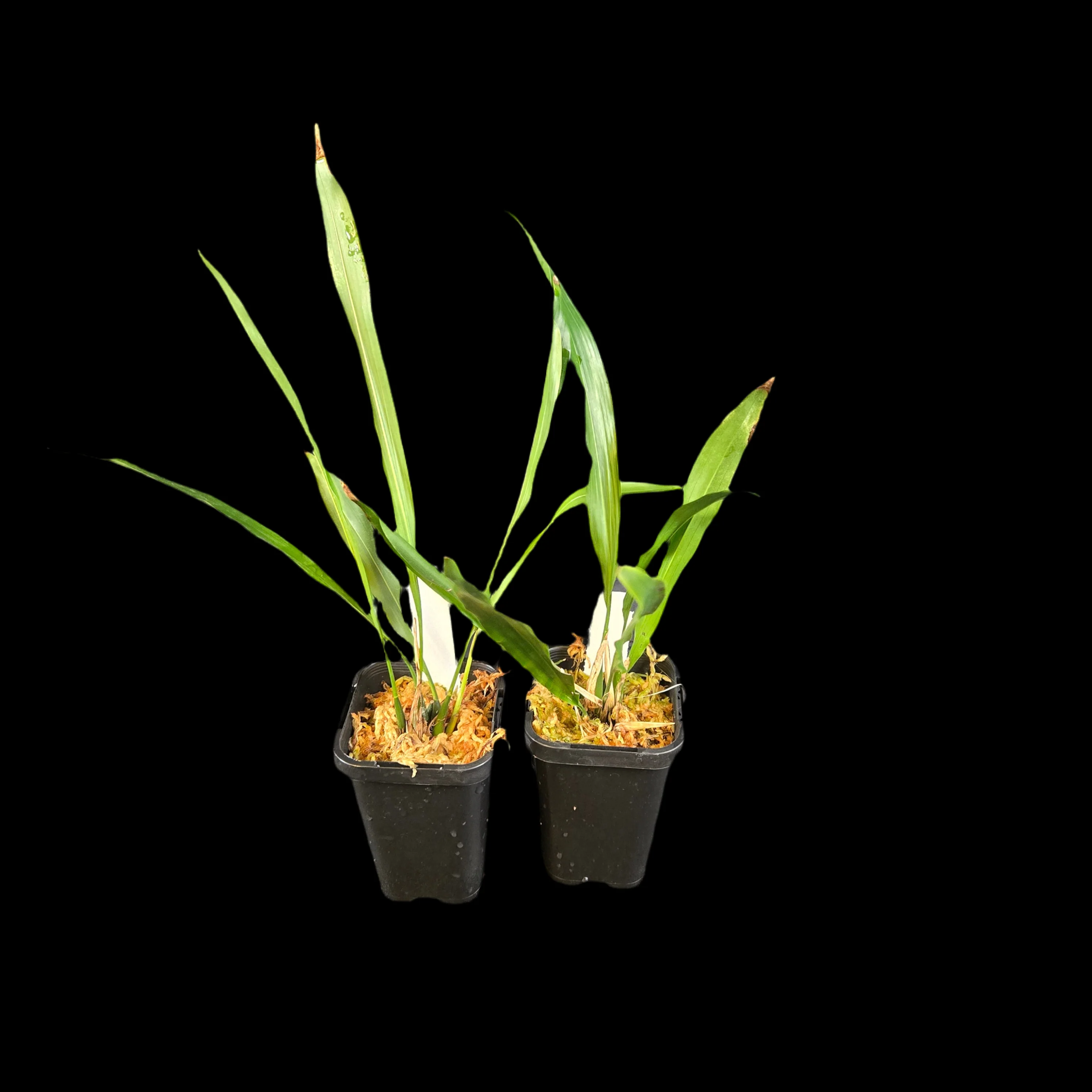 Dendrochilum uncatum (Syn. Coelogyne uncatum) - Image 2