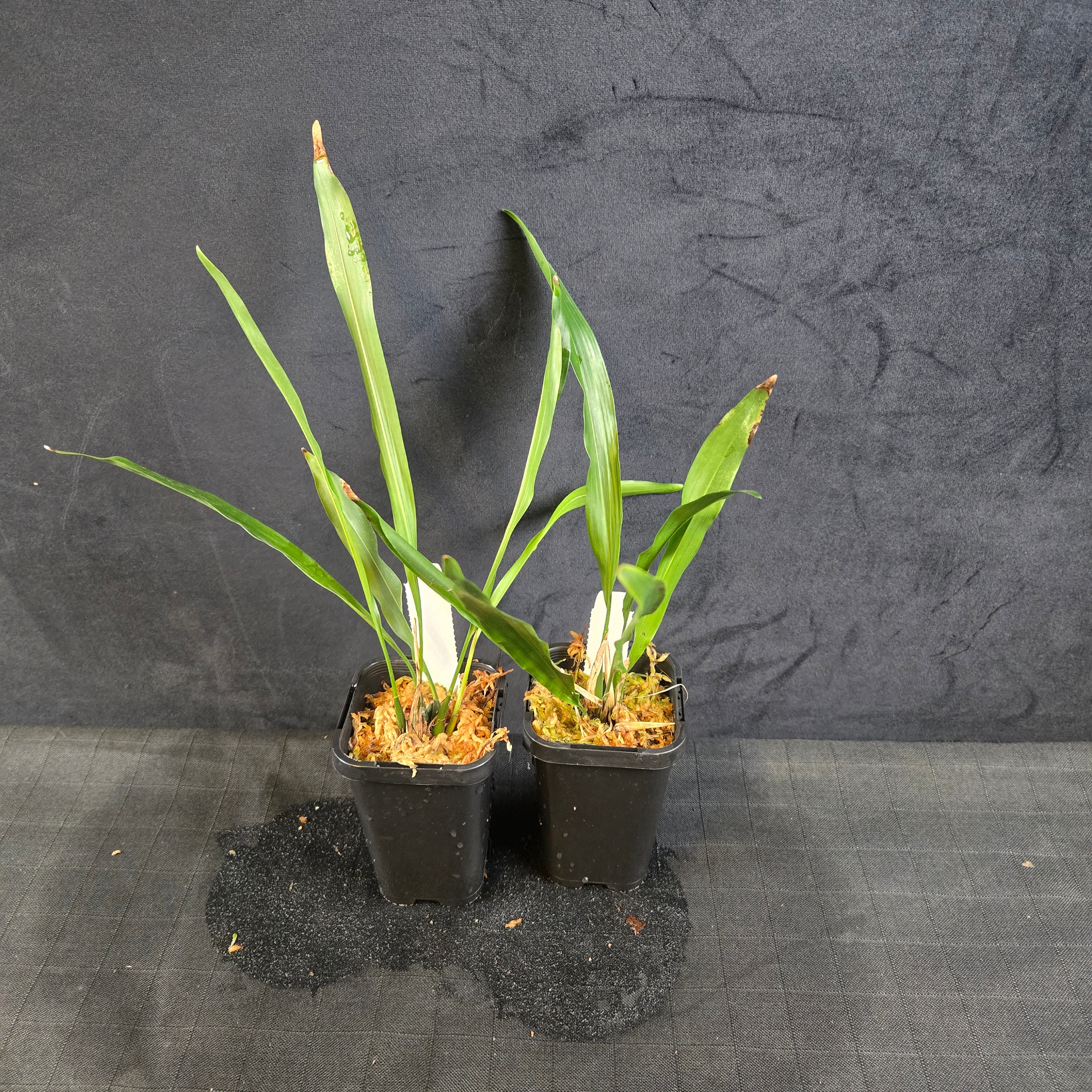 Dendrochilum uncatum (Syn. Coelogyne uncatum) - Image 3
