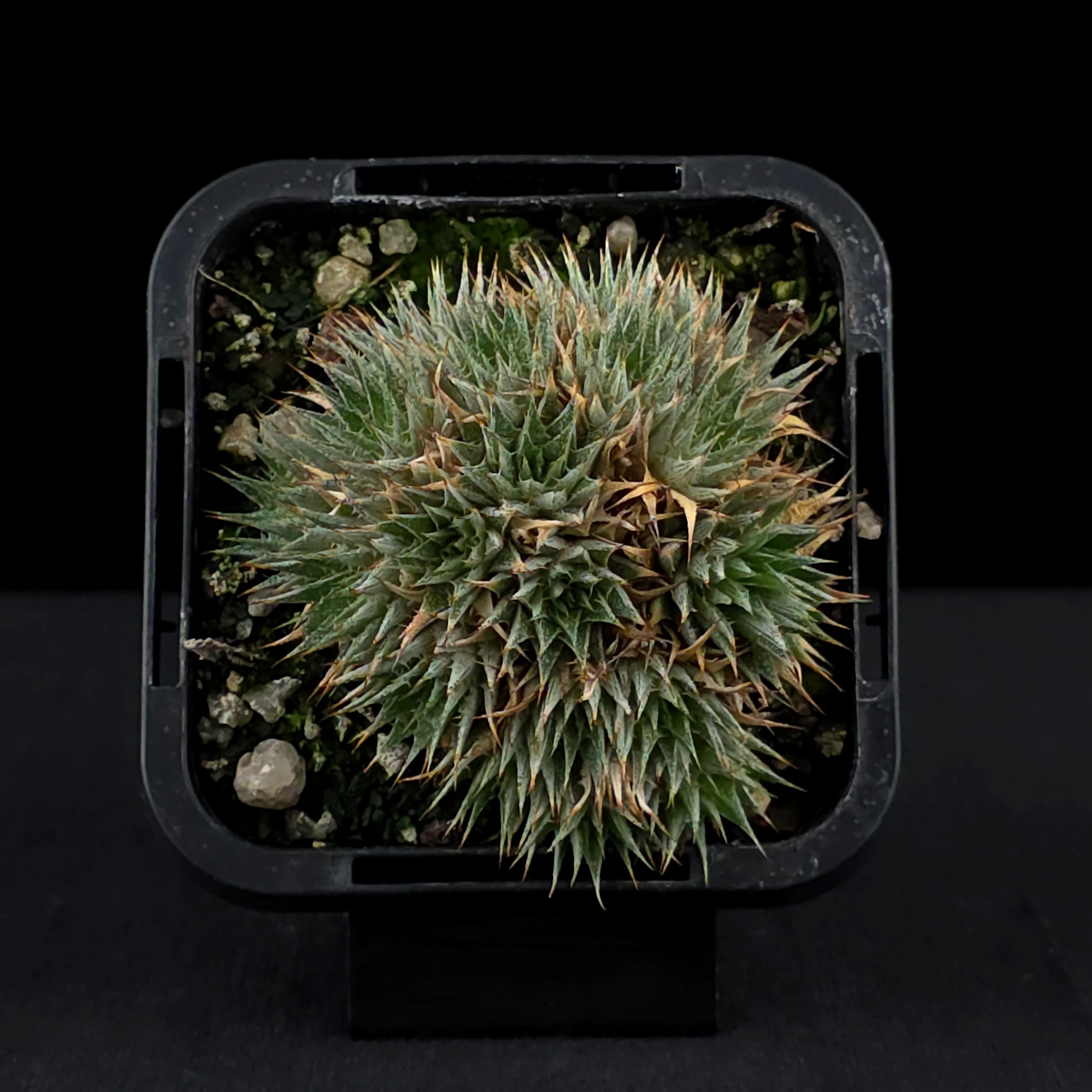 Deuterocohnia brevifolia Fine Form - Compact Rosette Beauty - Image 4
