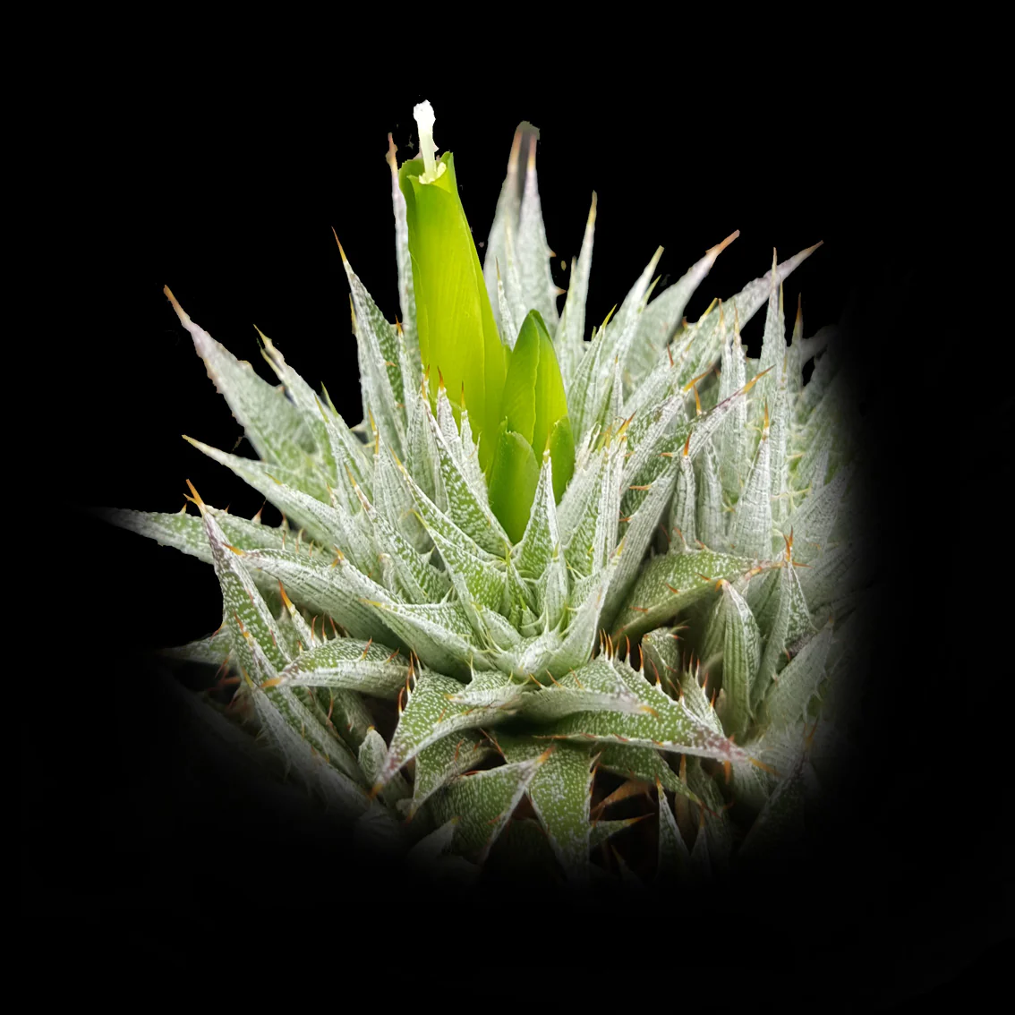 Deuterocohnia brevifolia - Large Form