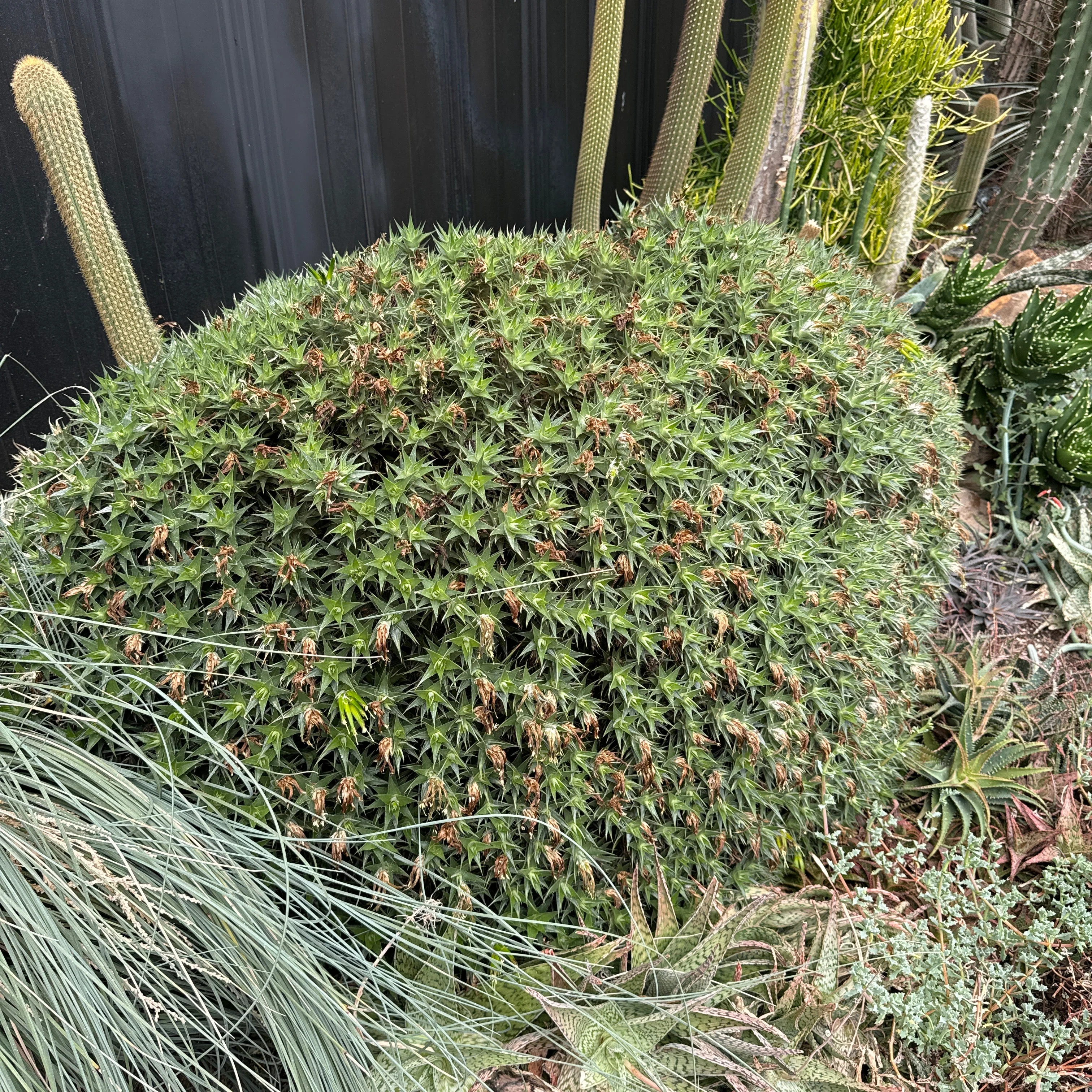 Deuterocohnia brevifolia - Large Form - Image 5
