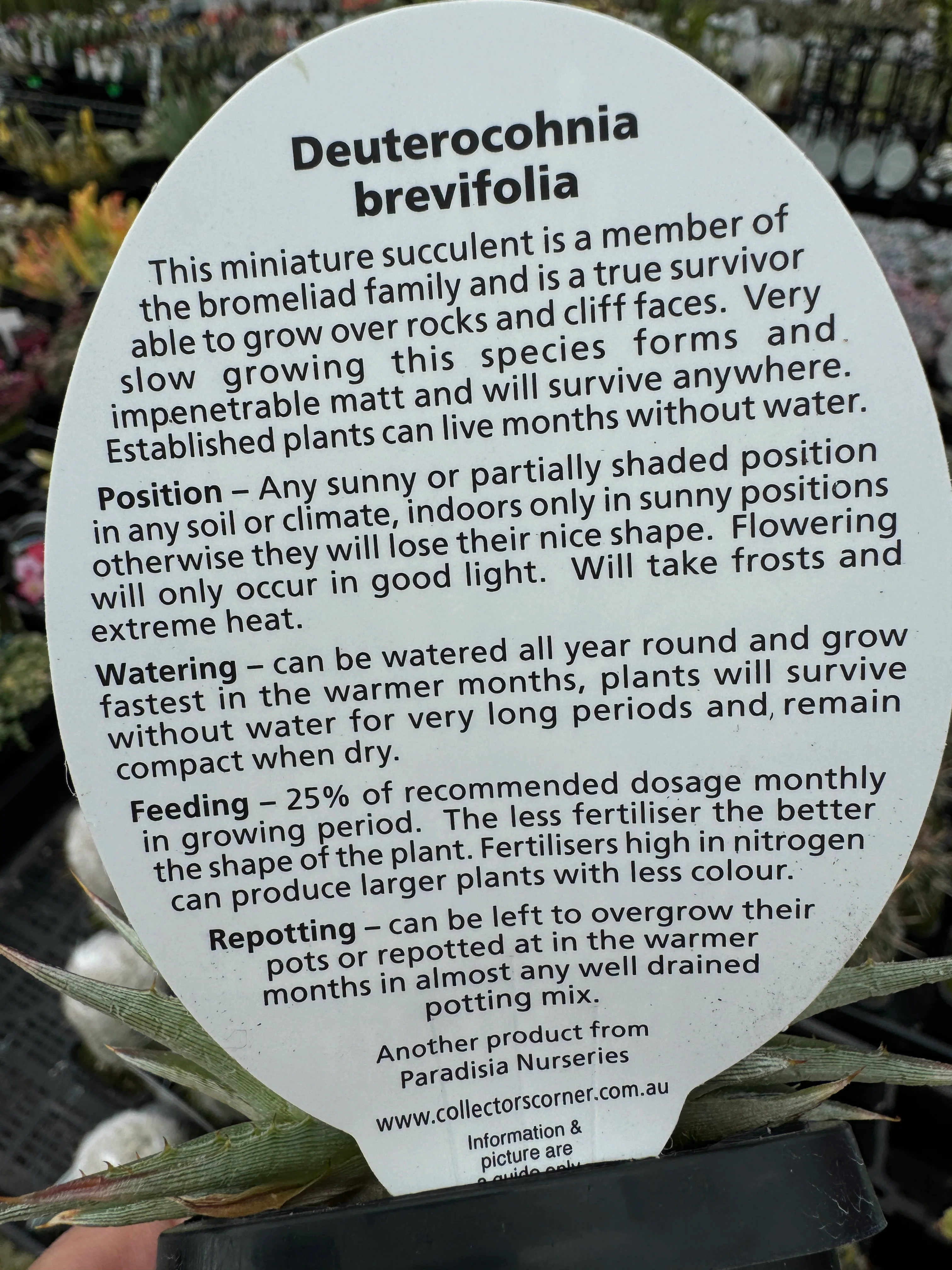 Deuterocohnia brevifolia - Large Form - Image 6