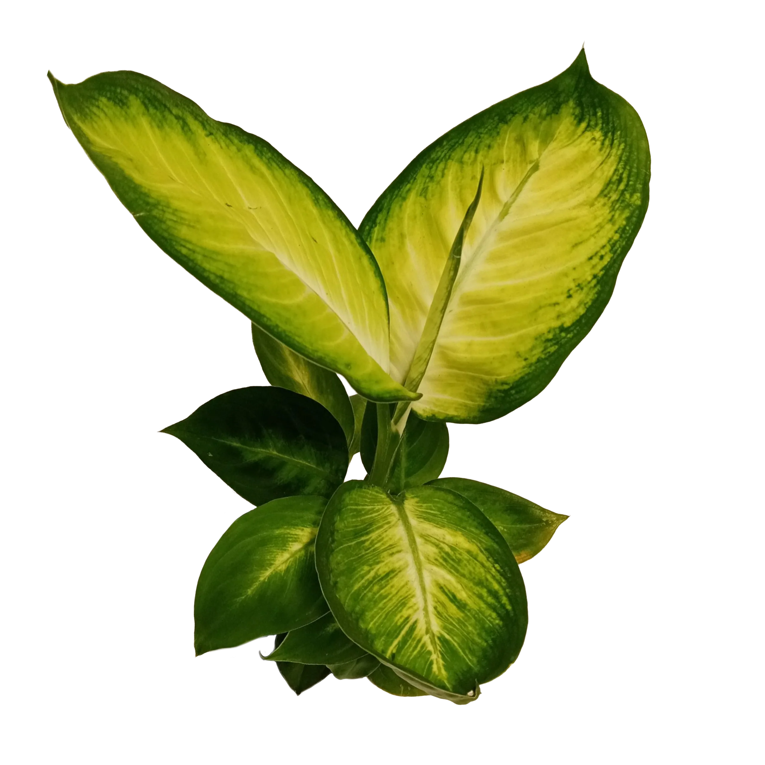 Dieffenbachia seguine 'Tropic Marianne' - Image 2
