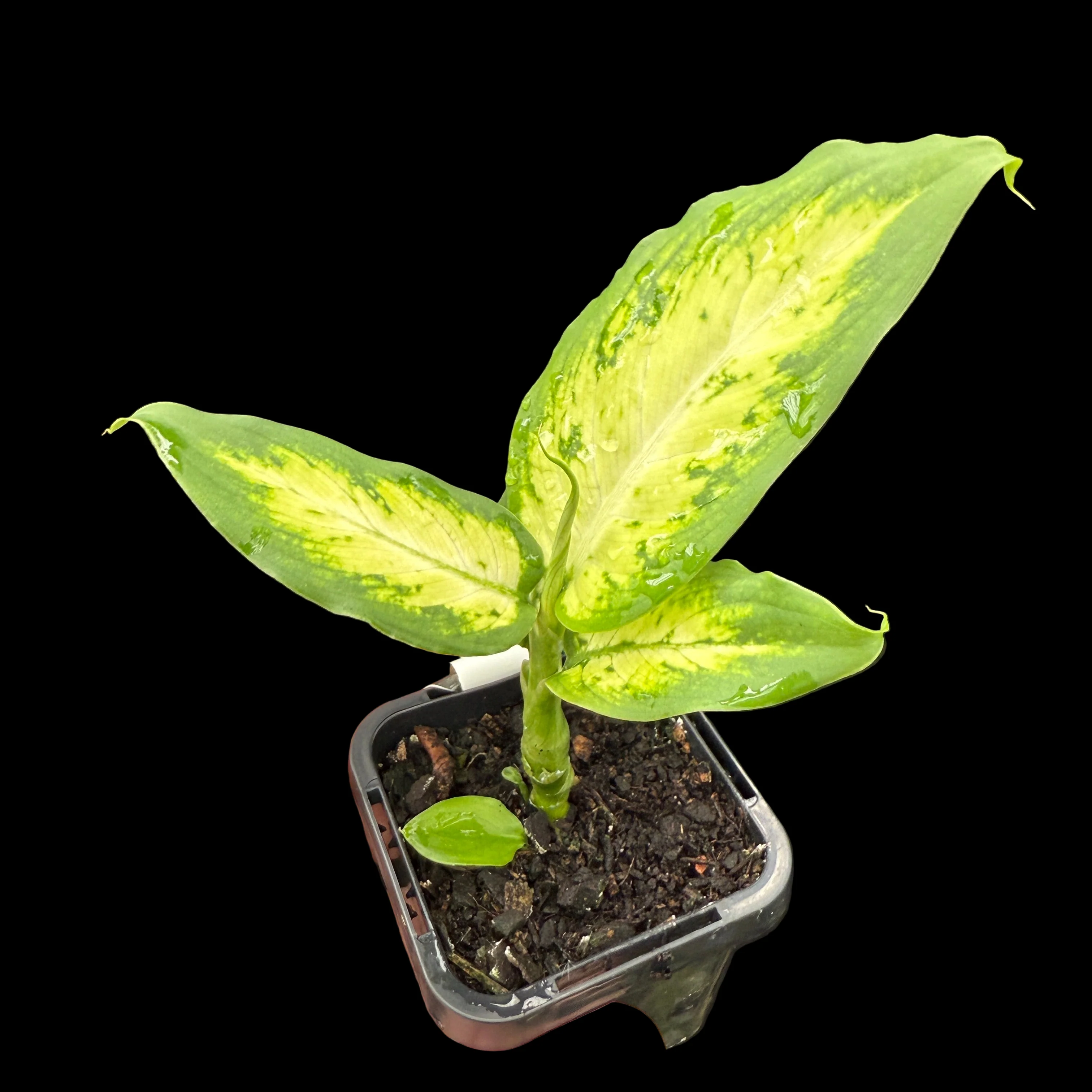 Dieffenbachia seguine 'Tropic Marianne' - Image 3
