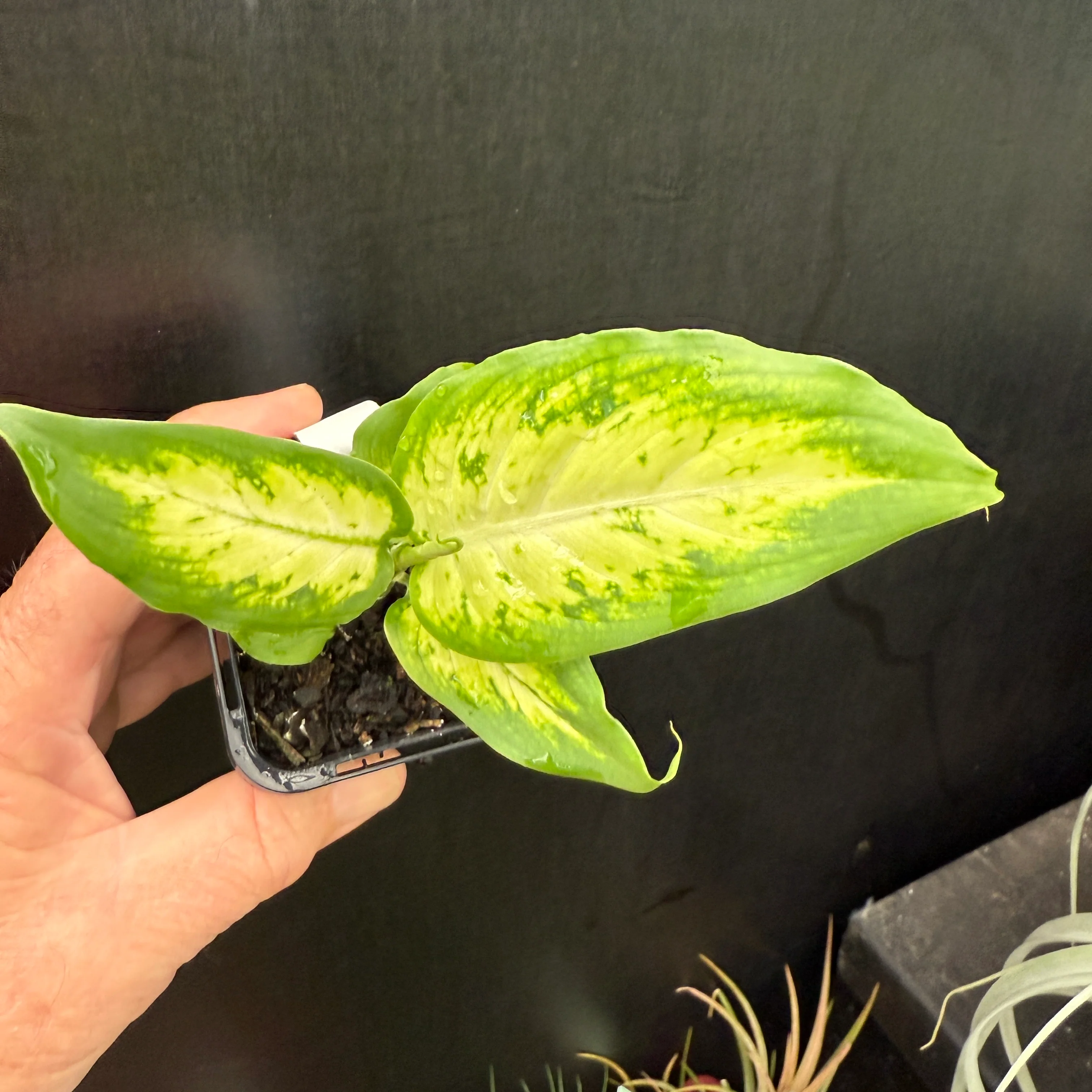 Dieffenbachia seguine 'Tropic Marianne' - Image 5