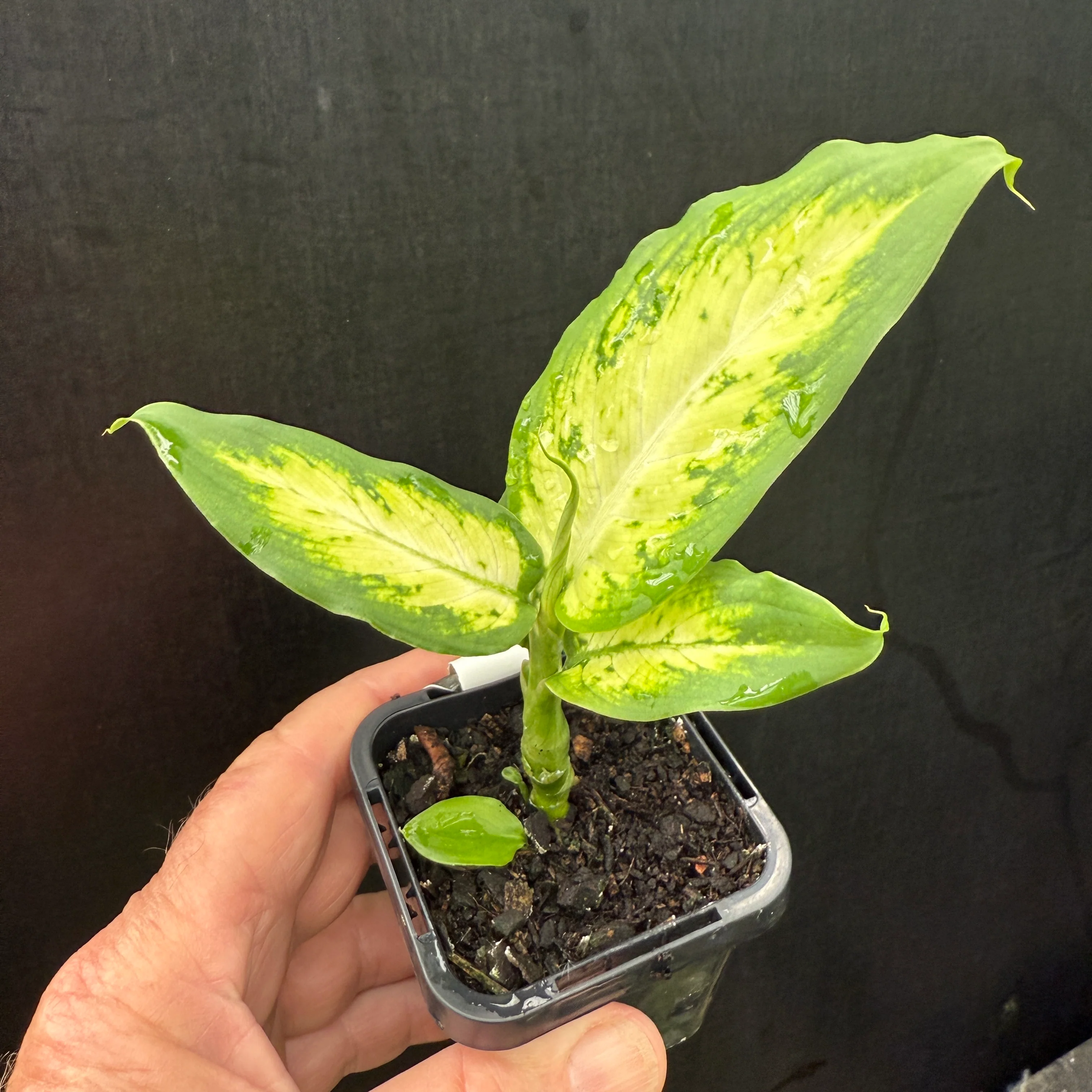 Dieffenbachia seguine 'Tropic Marianne' - Image 6