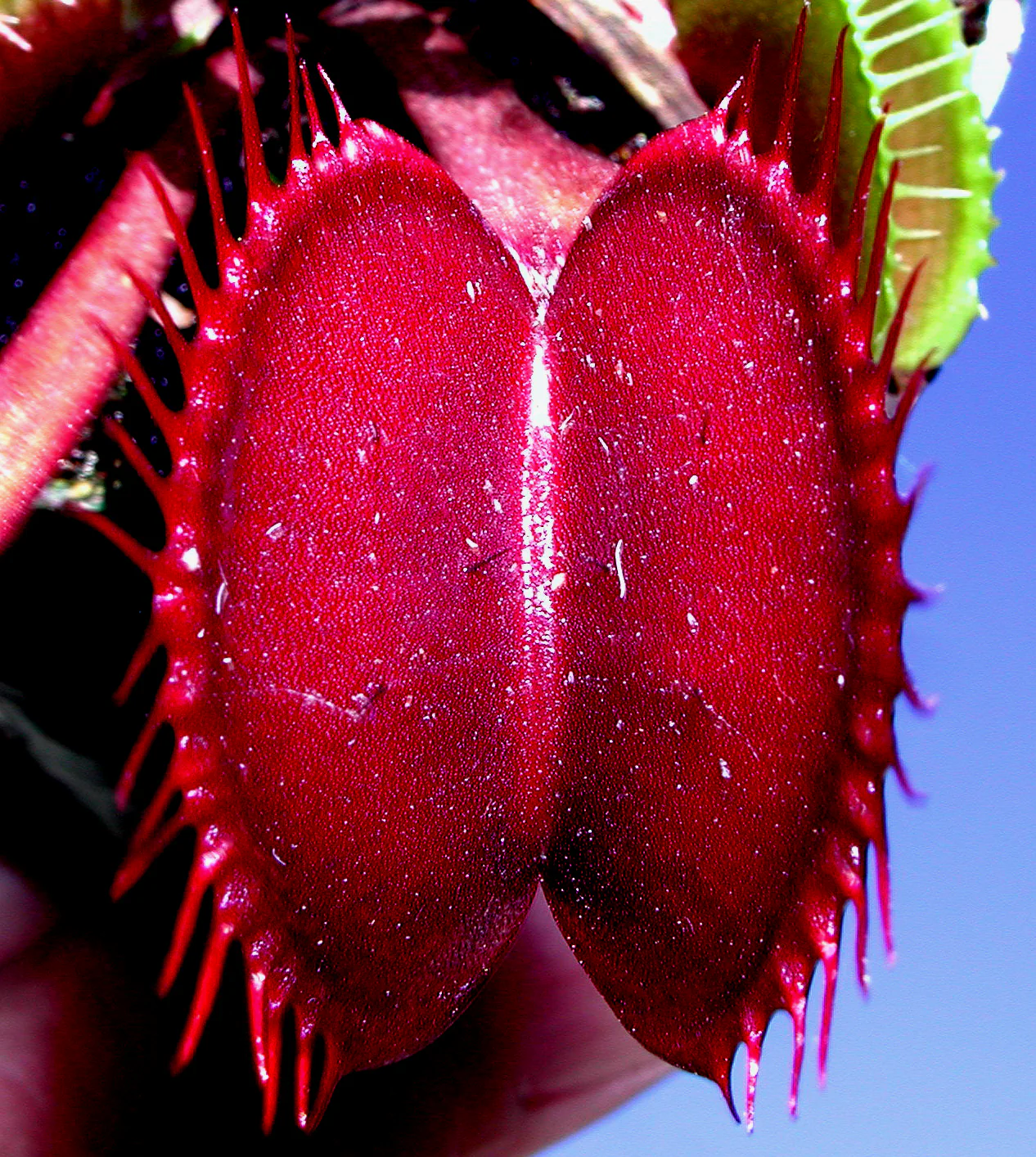 Dionaea muscipula 'Akai Ryu/Red Dragon' - Venus Fly Trap - Image 2
