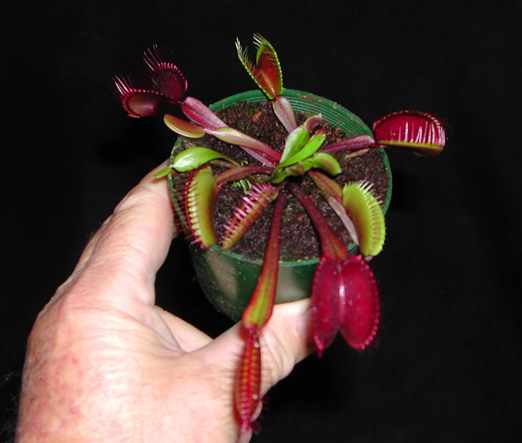 Dionaea muscipula 'Akai Ryu/Red Dragon' - Venus Fly Trap - Image 3
