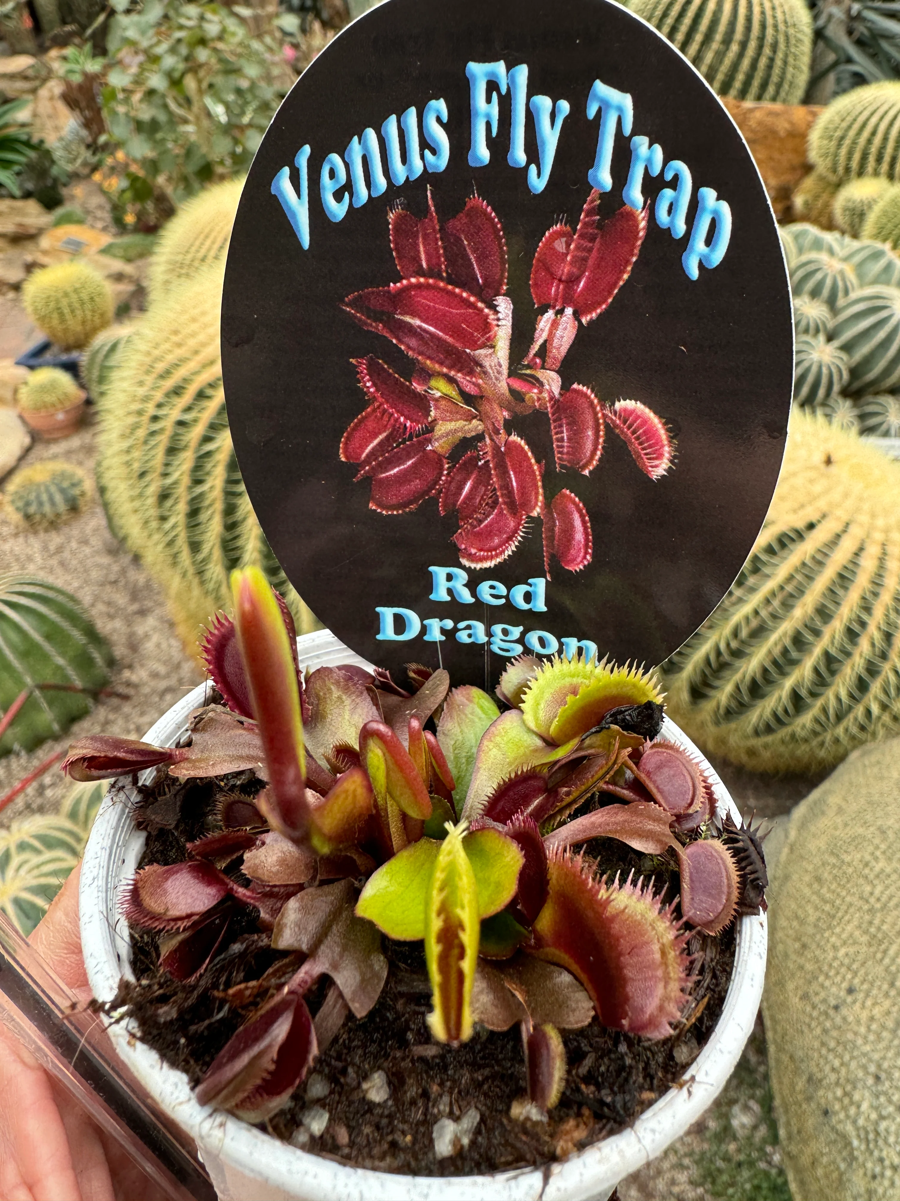 Dionaea muscipula 'Akai Ryu/Red Dragon' - Venus Fly Trap - Image 4