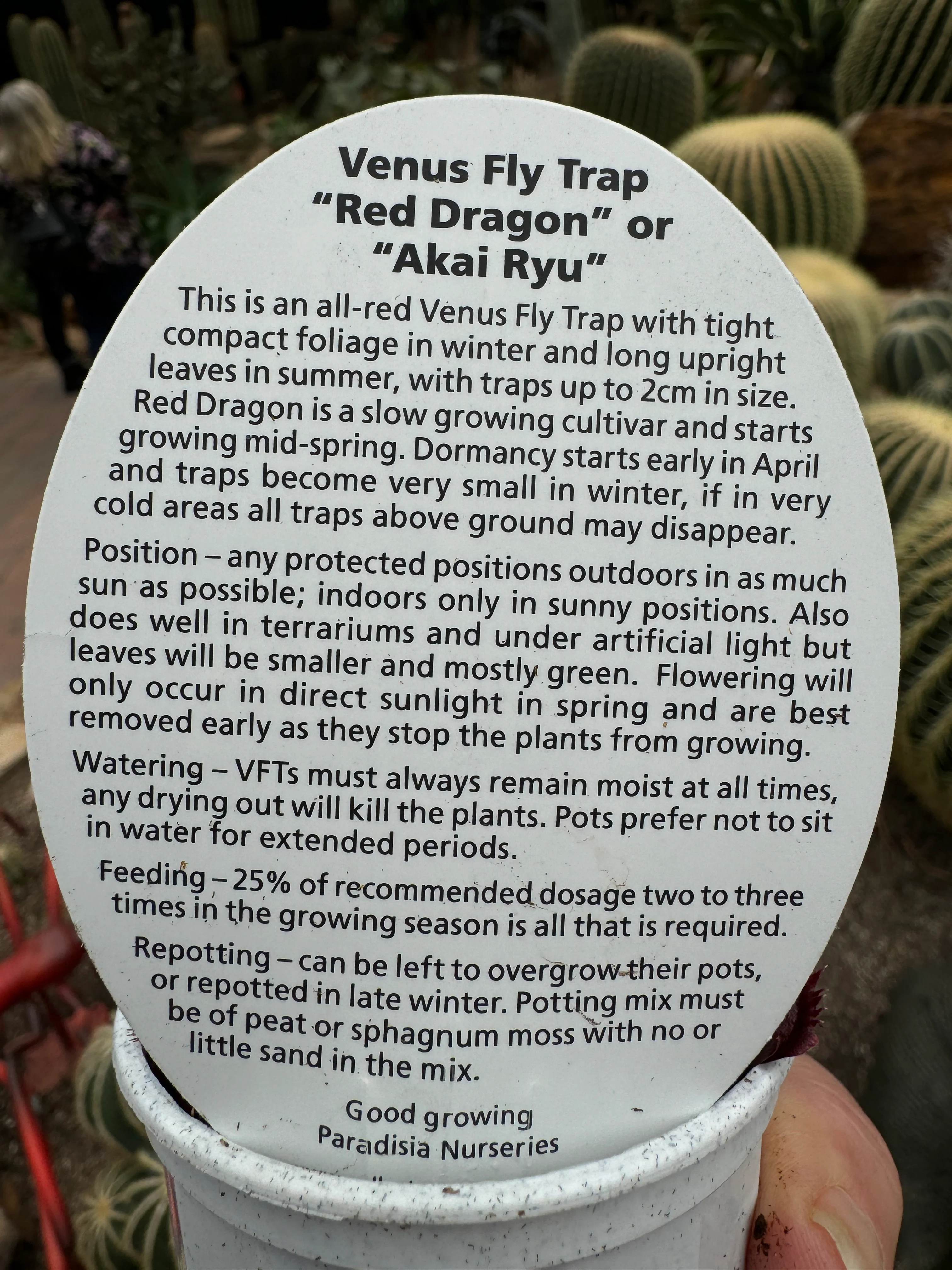 Dionaea muscipula 'Akai Ryu/Red Dragon' - Venus Fly Trap - Image 5