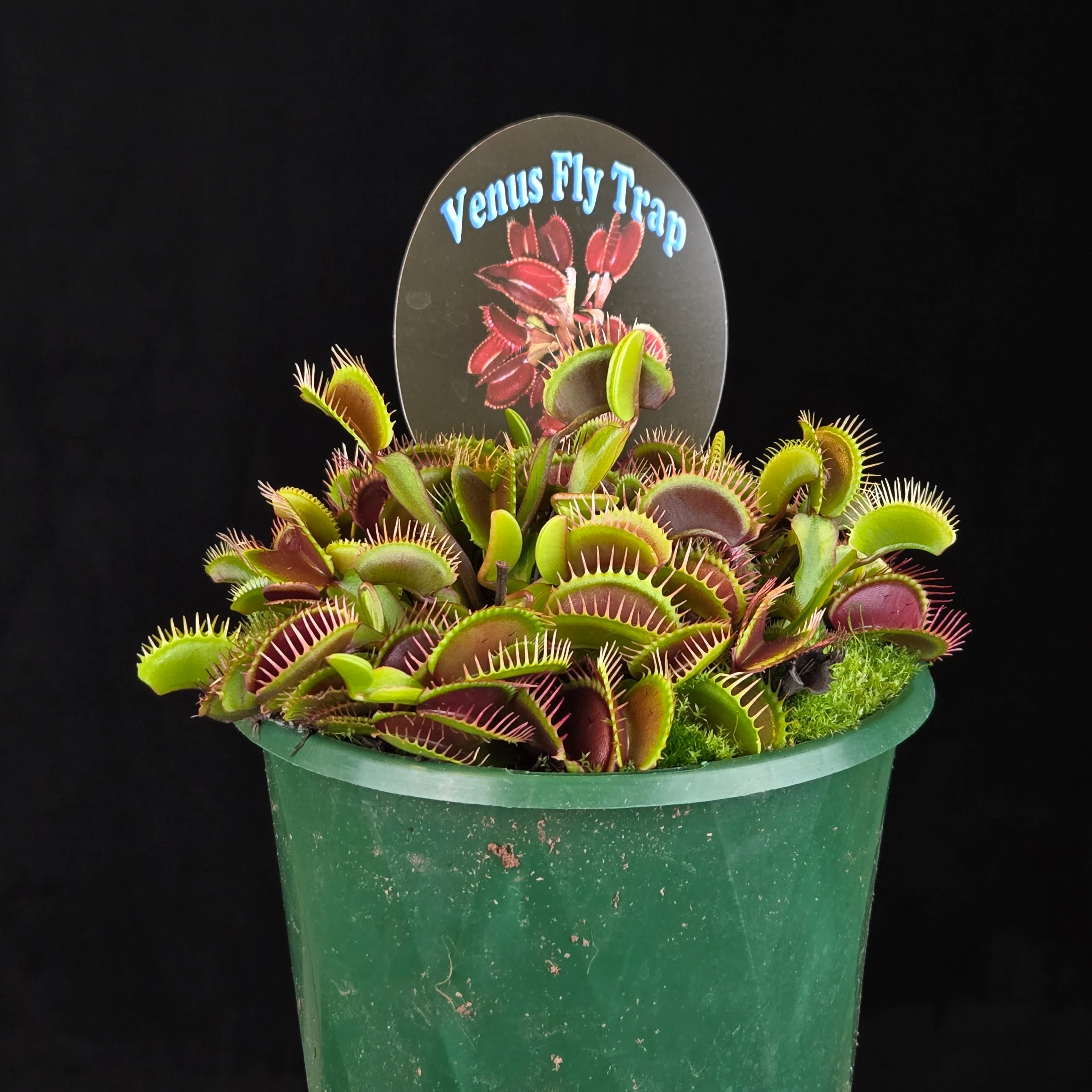 Dionaea muscipula 'Akai Ryu/Red Dragon' - Venus Fly Trap - Image 6