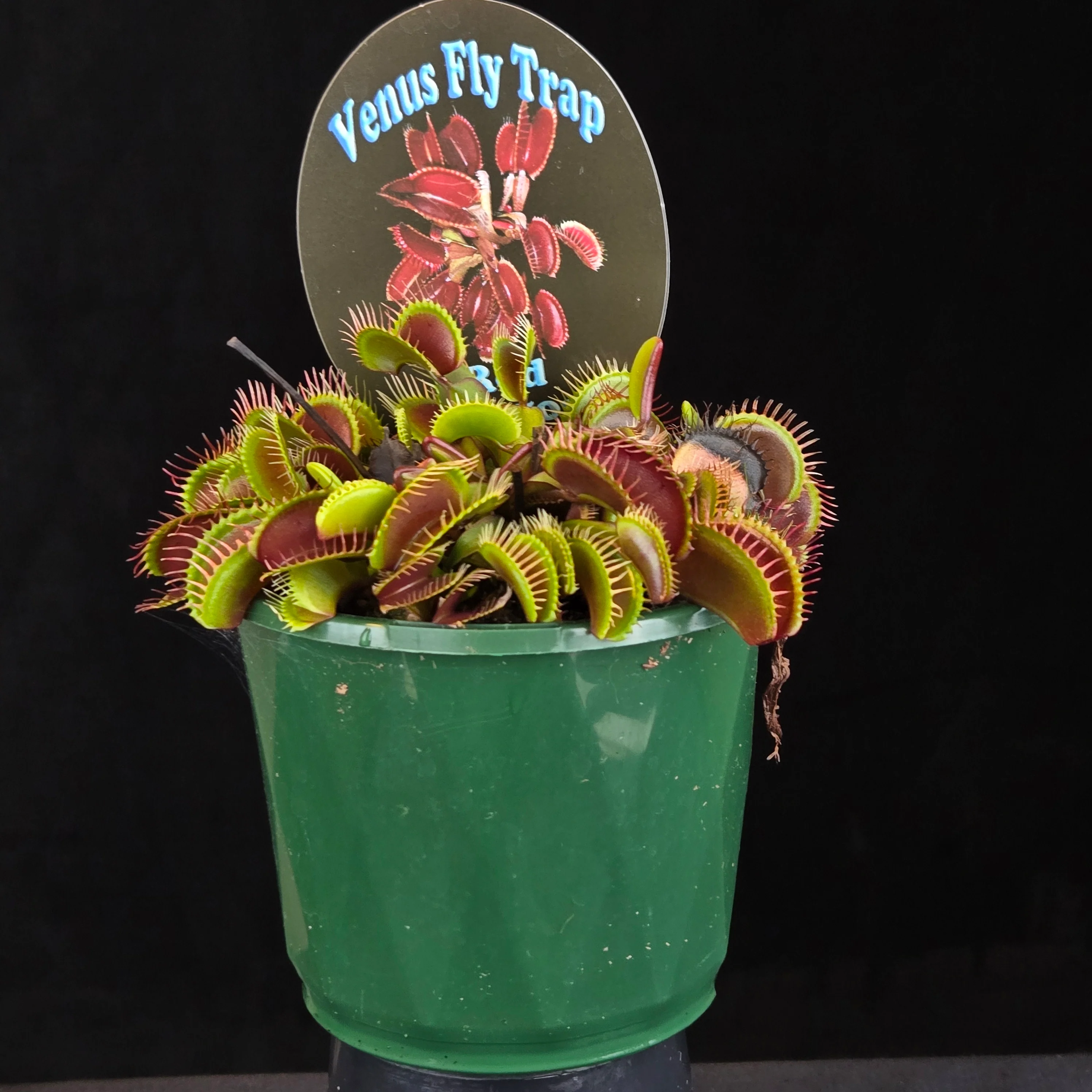 Dionaea muscipula 'Akai Ryu/Red Dragon' - Venus Fly Trap - Image 7