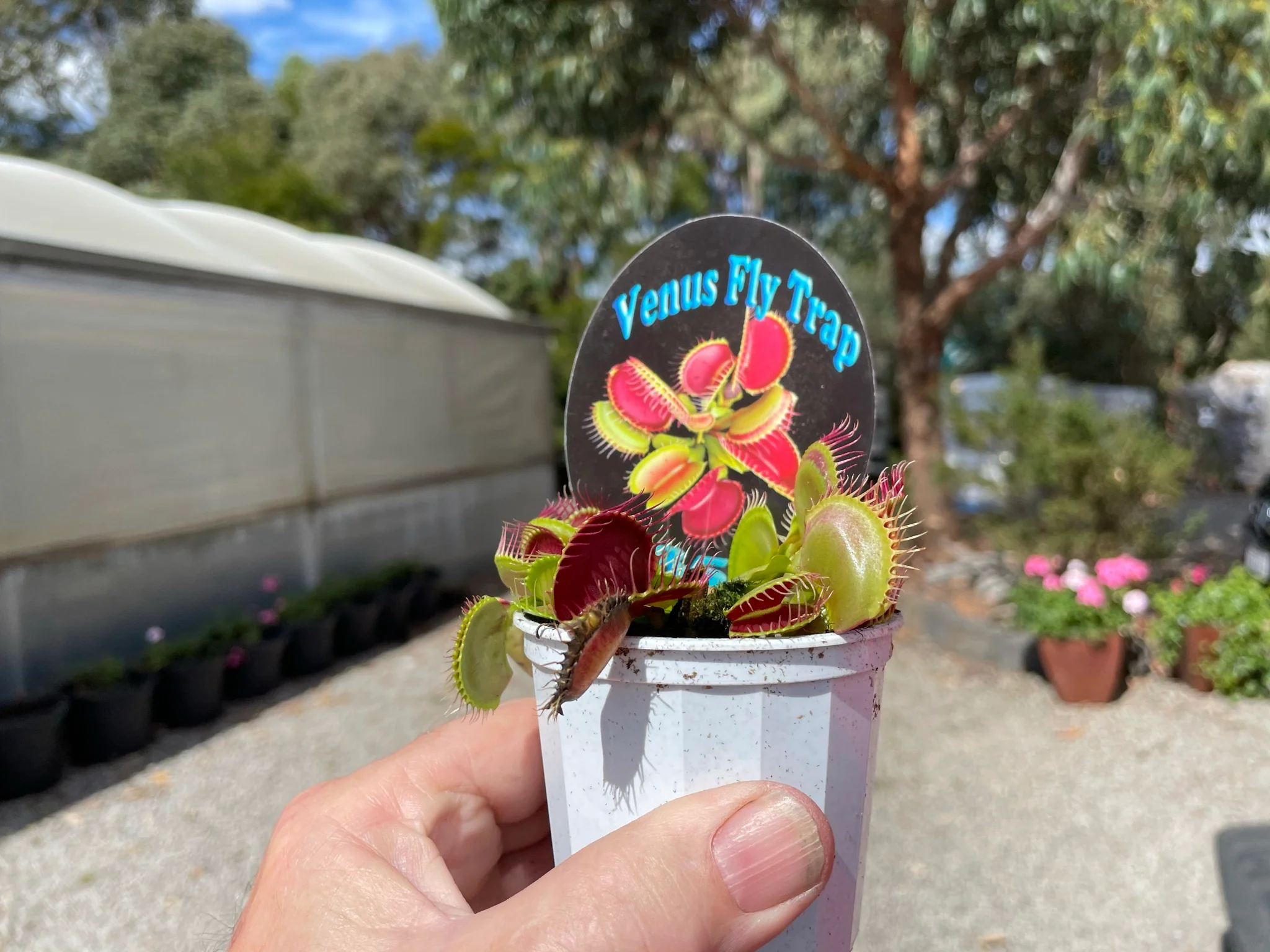 Dionaea muscipula 'B52' - Venus Fly Trap - Image 5