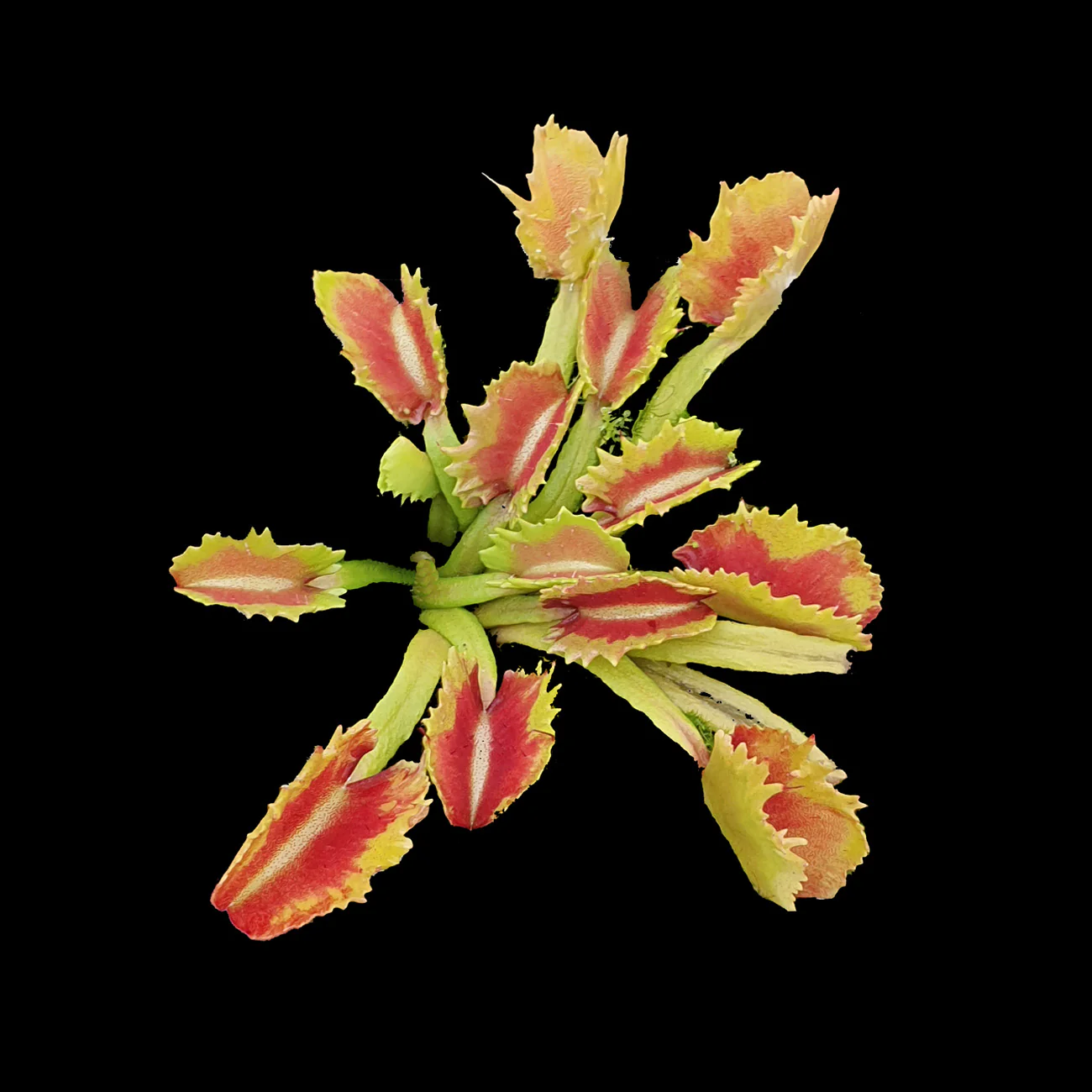 Dionaea muscipula 'Bart Simpson' - Venus Fly Trap
