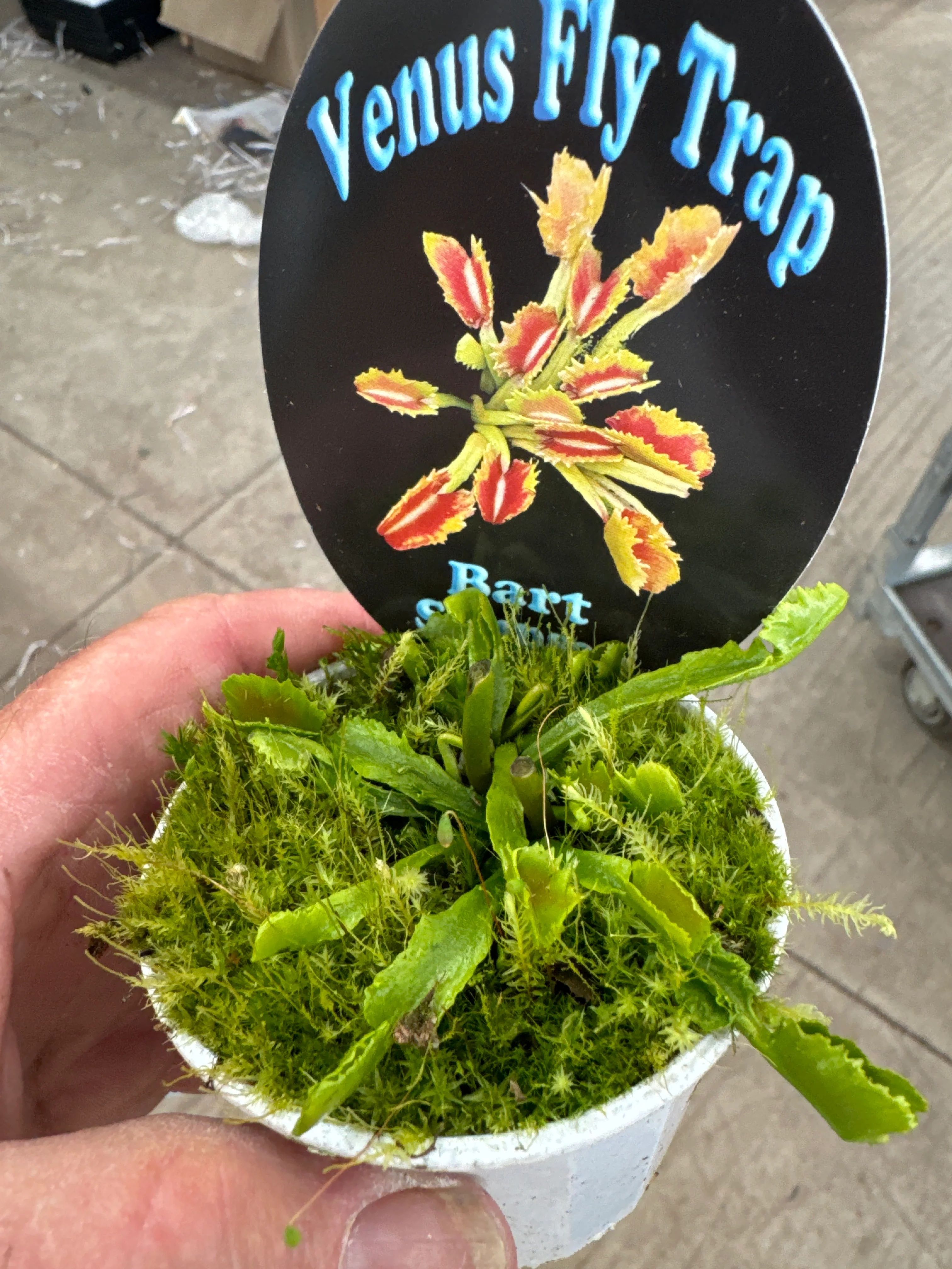 Dionaea muscipula 'Bart Simpson' - Venus Fly Trap - Image 2