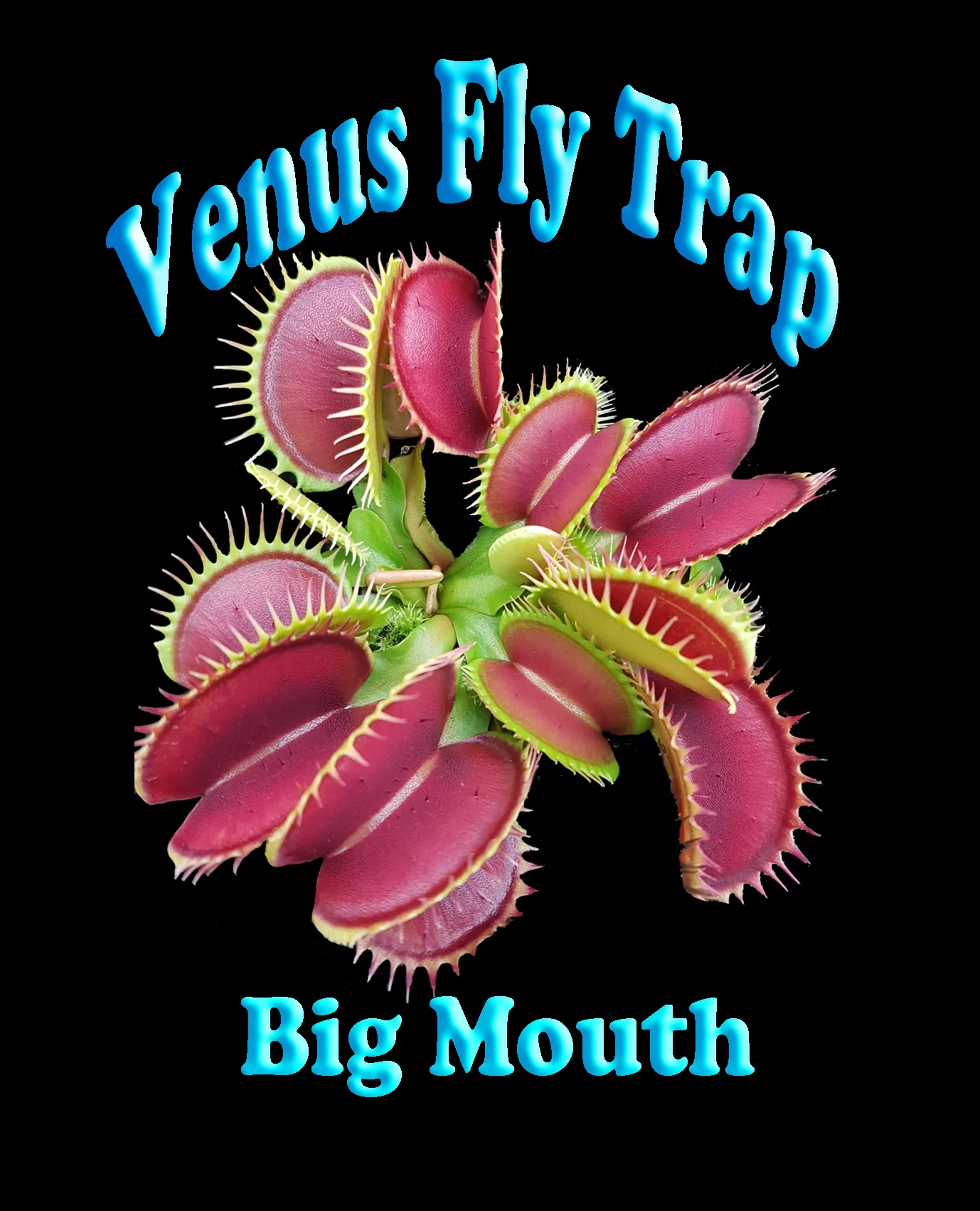 Dionaea muscipula 'Big Mouth' - Venus Fly Trap - Image 2