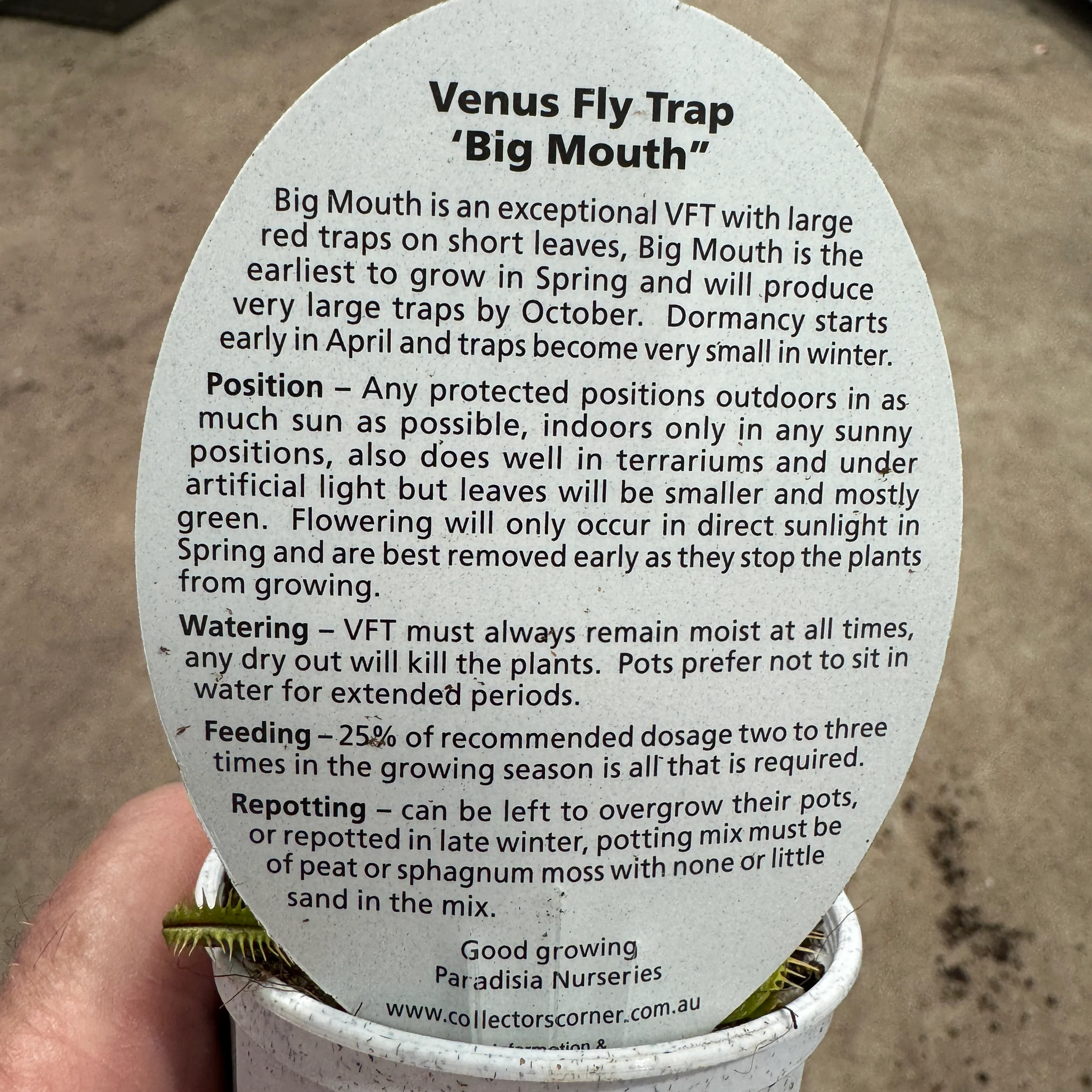 Dionaea muscipula 'Big Mouth' - Venus Fly Trap - Image 3