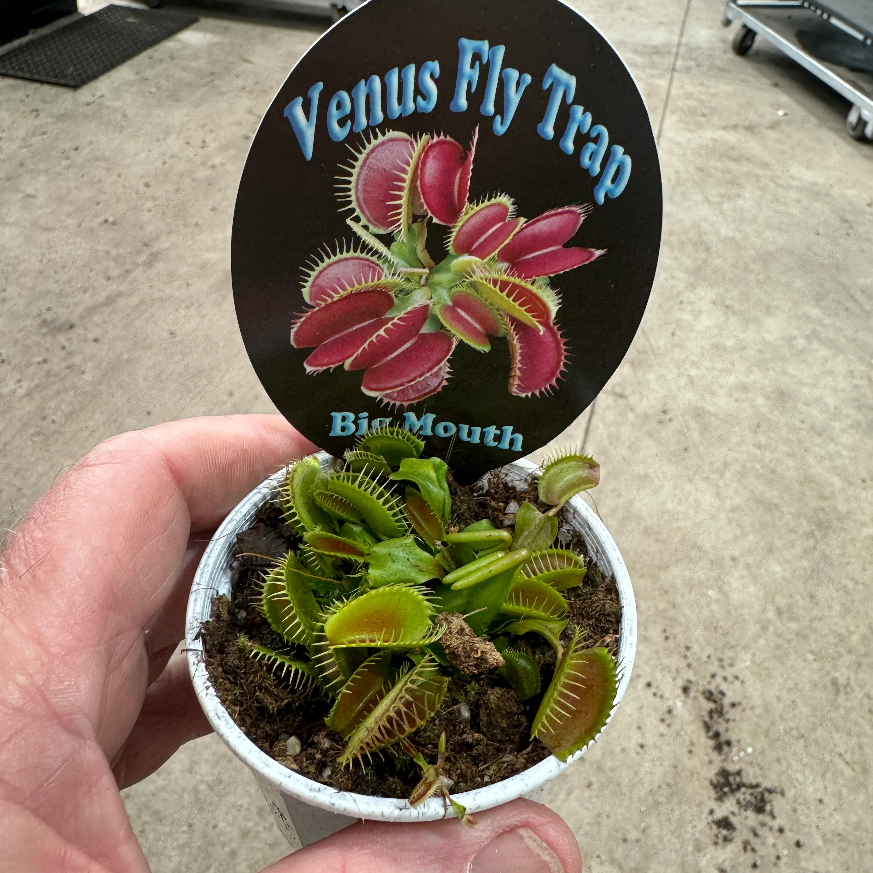 Dionaea muscipula 'Big Mouth' - Venus Fly Trap - Image 4