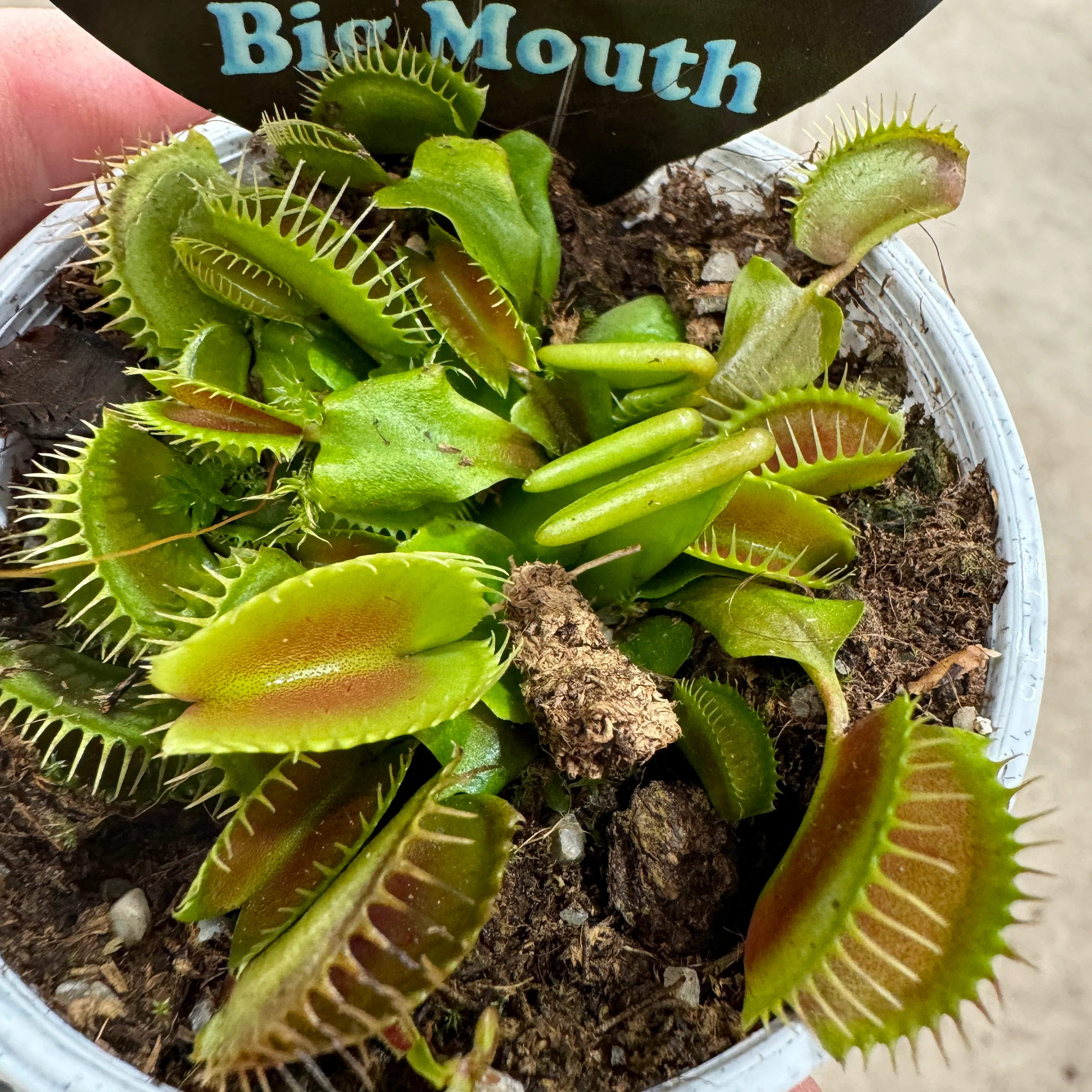 Dionaea muscipula 'Big Mouth' - Venus Fly Trap - Image 5