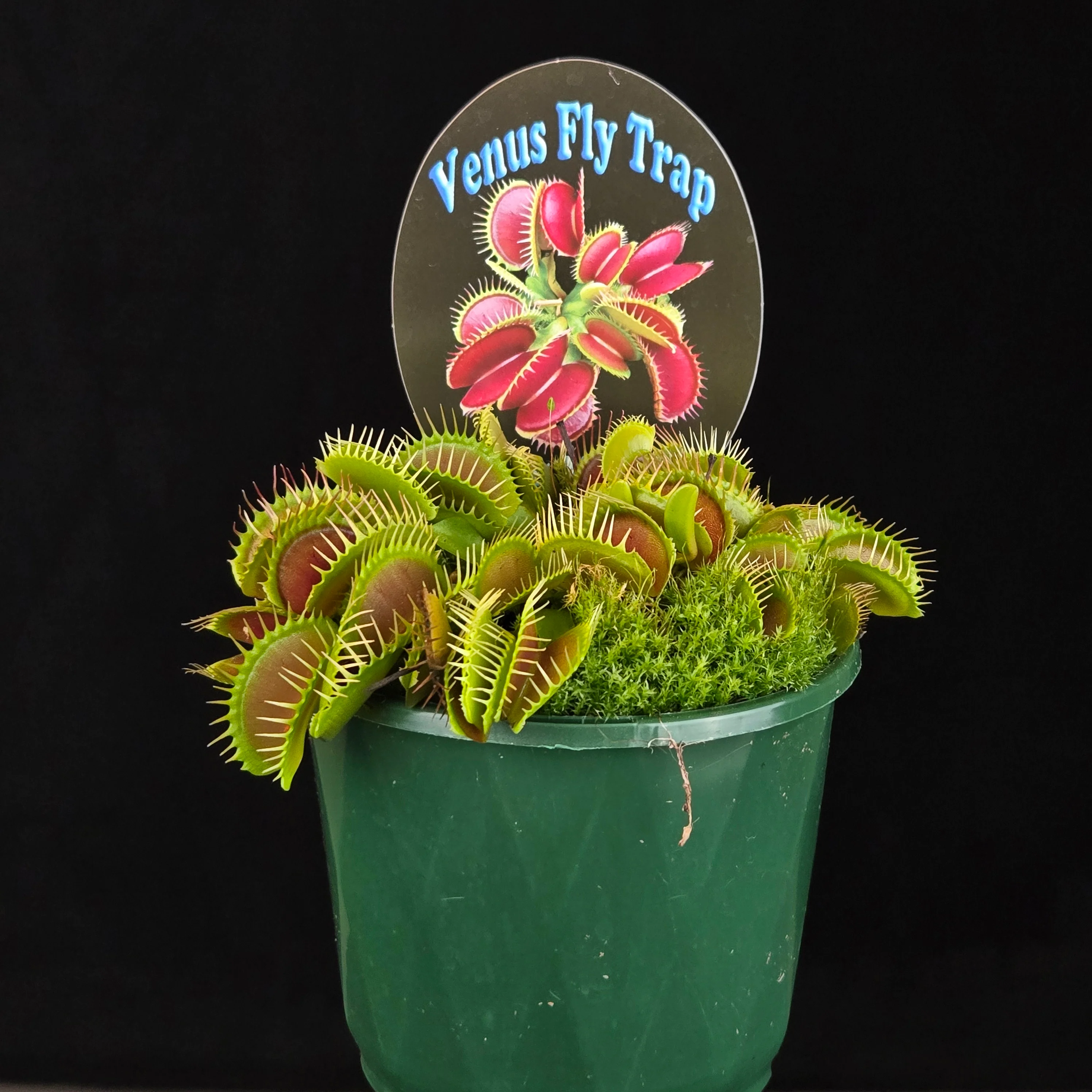 Dionaea muscipula 'Big Mouth' - Venus Fly Trap - Image 6
