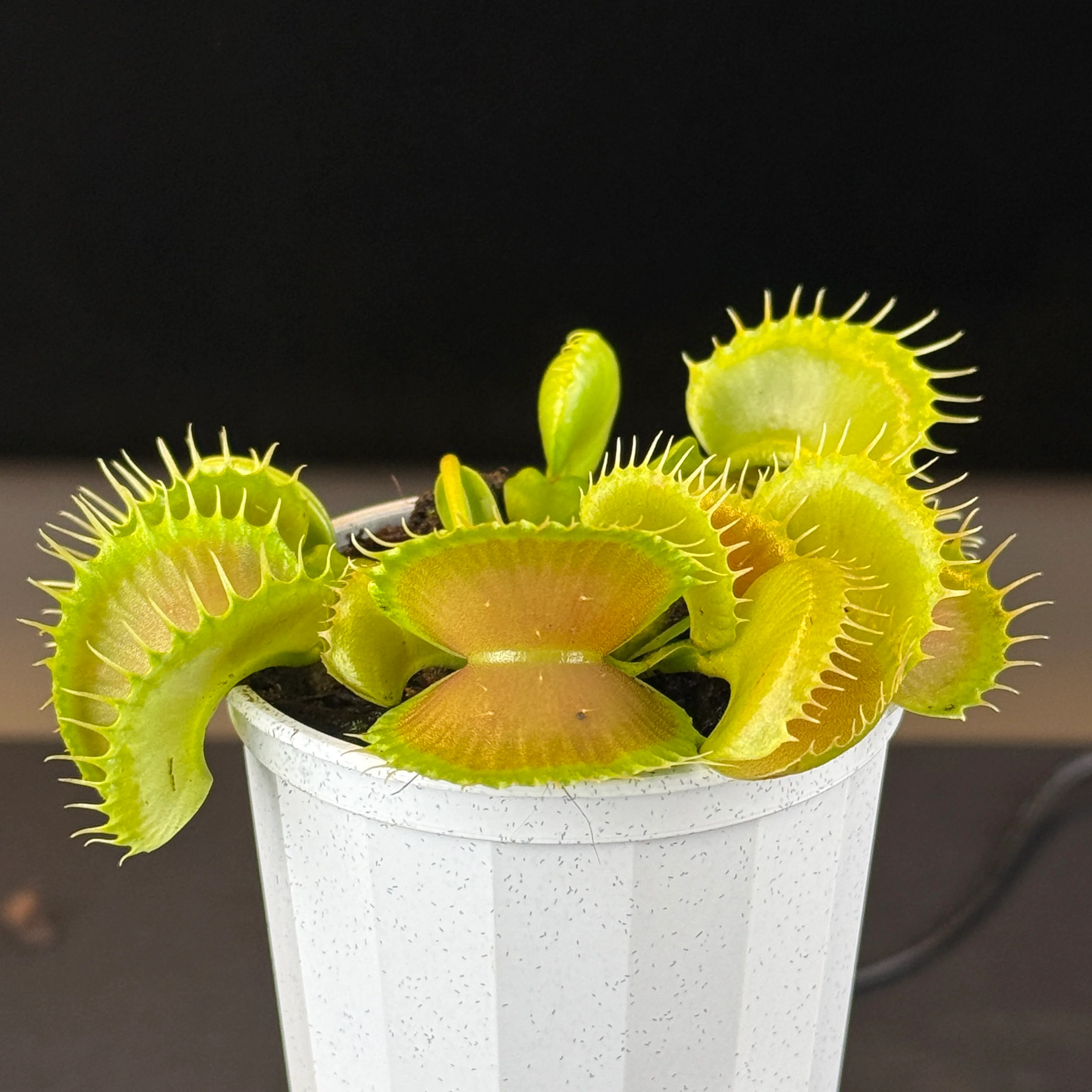 Dionaea muscipula 'Bloody Nurse'- Venus Fly Trap - Image 10
