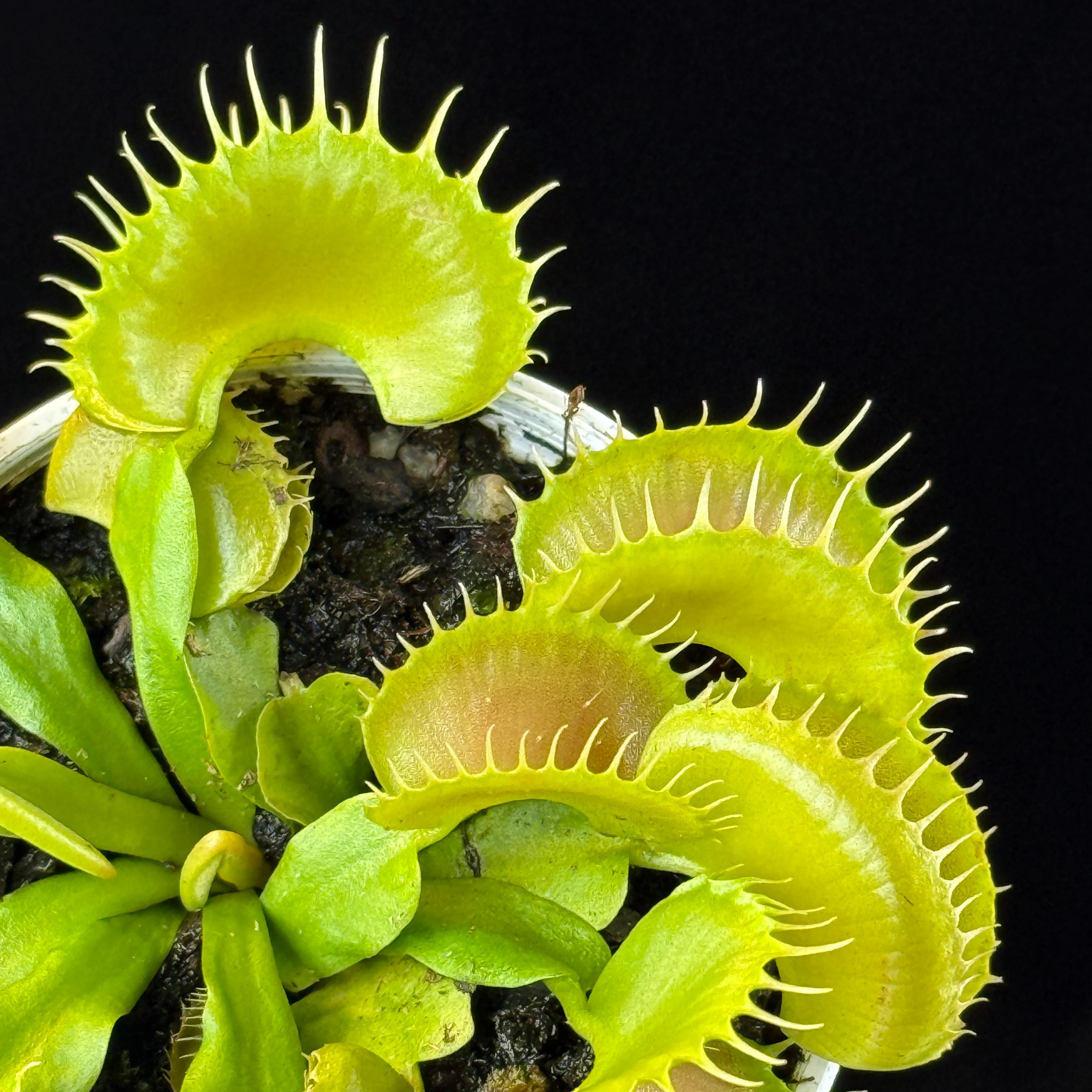 Dionaea muscipula 'Bloody Nurse'- Venus Fly Trap - Image 2
