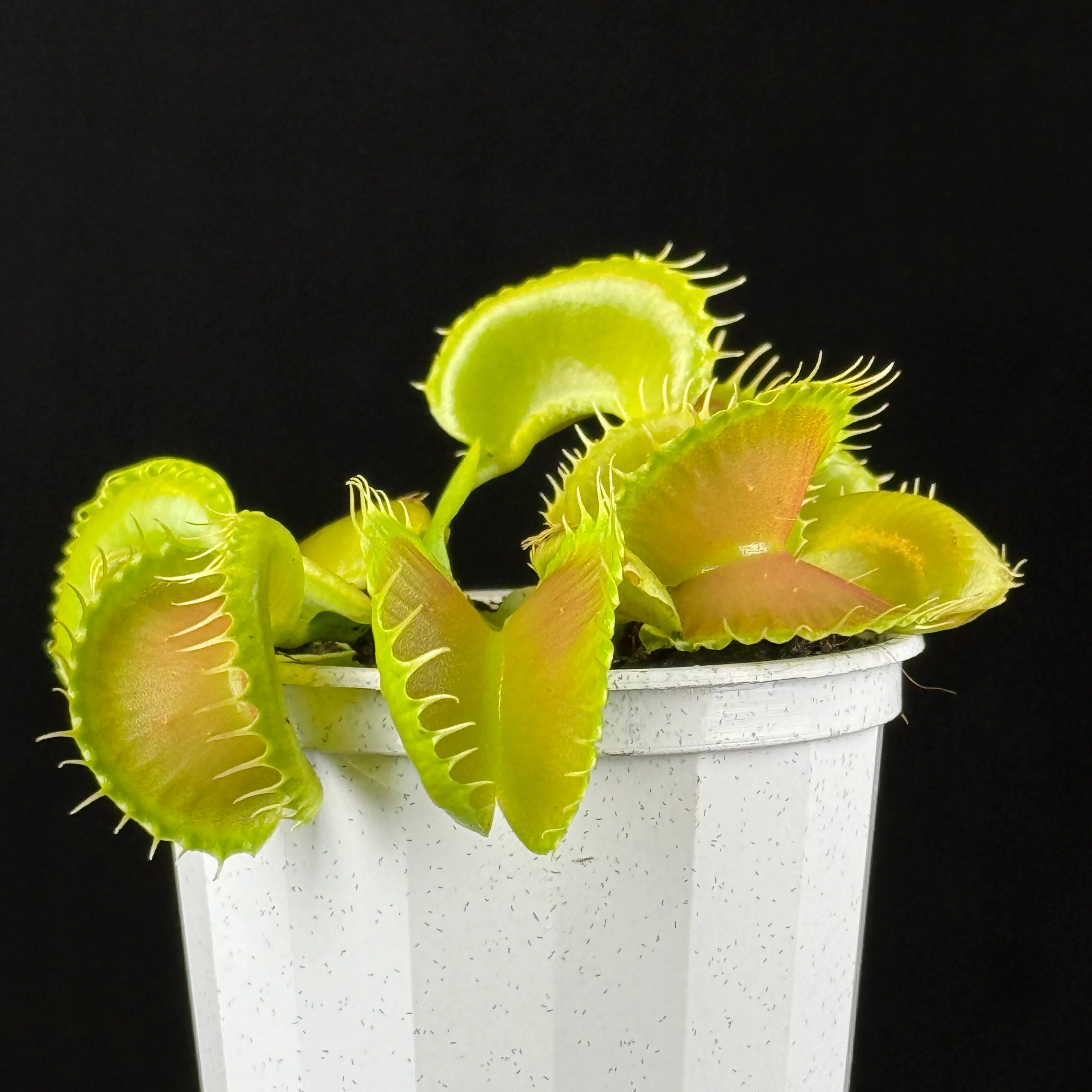 Dionaea muscipula 'Bloody Nurse'- Venus Fly Trap - Image 3