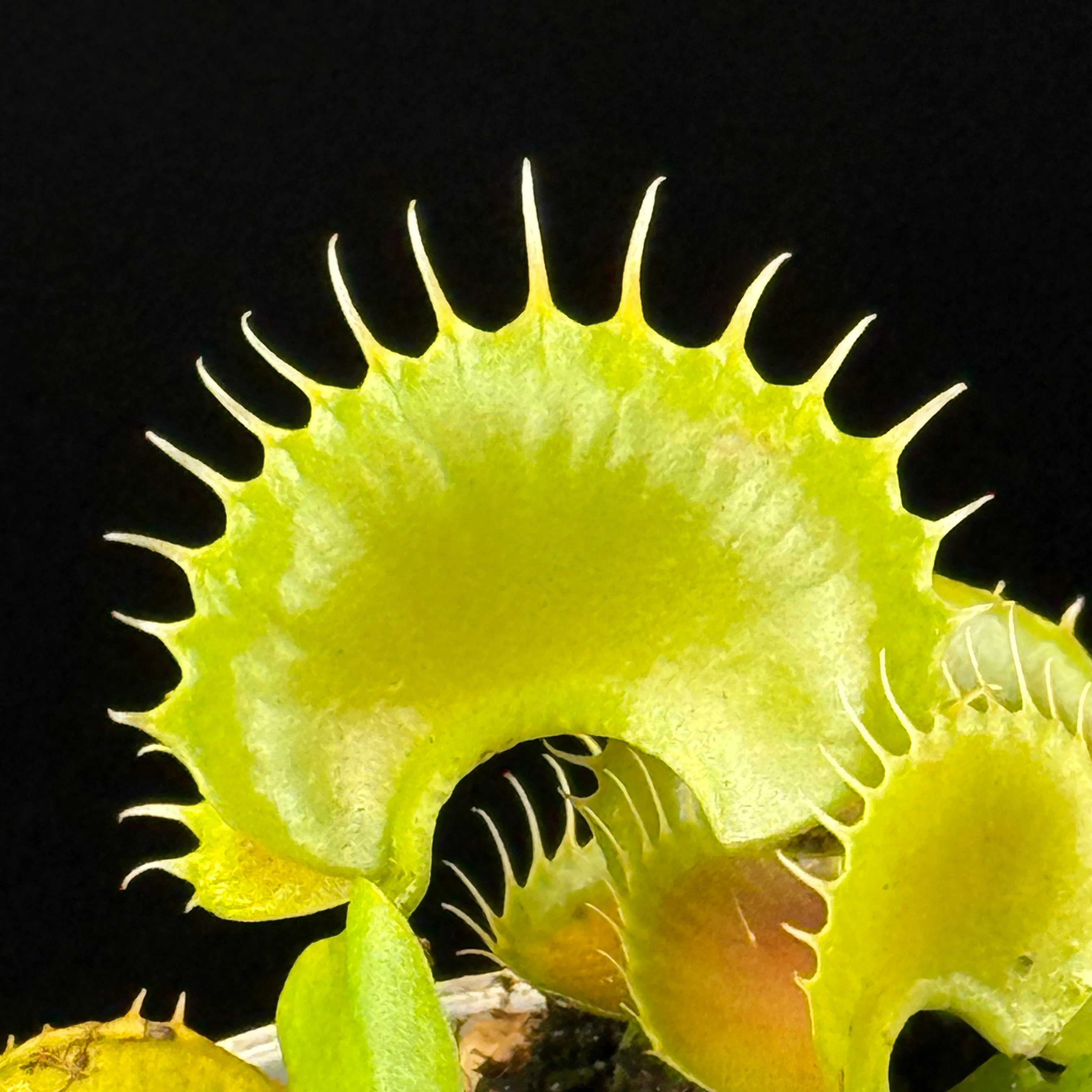 Dionaea muscipula 'Bloody Nurse'- Venus Fly Trap - Image 4