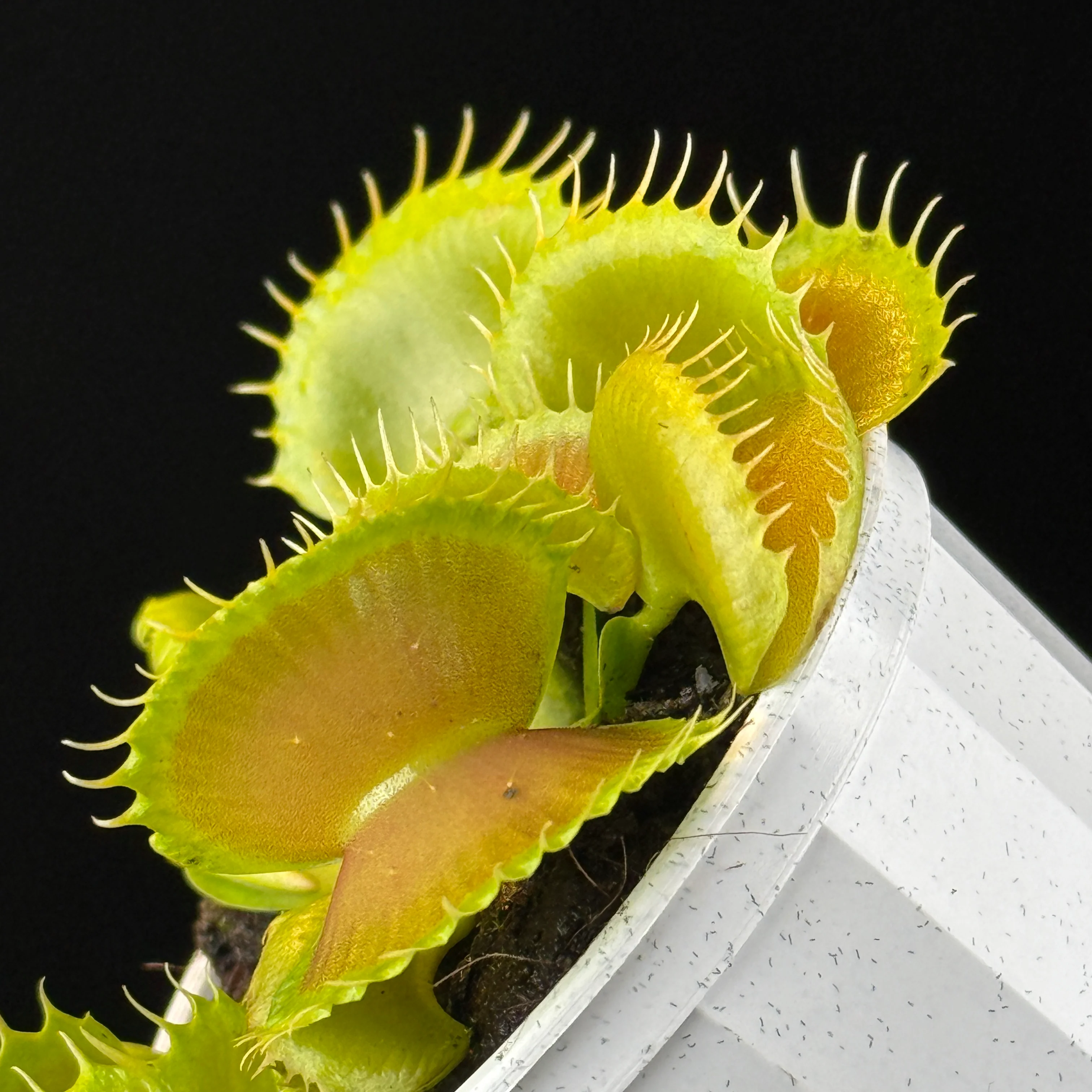 Dionaea muscipula 'Bloody Nurse'- Venus Fly Trap - Image 5