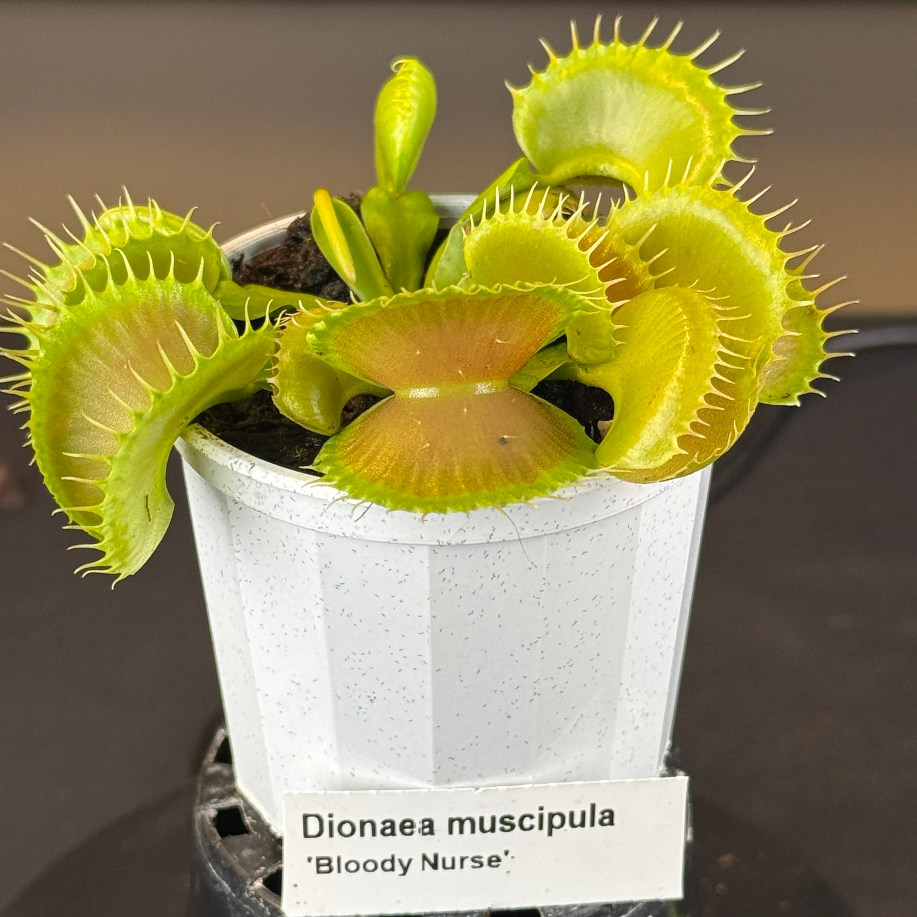 Dionaea muscipula 'Bloody Nurse'- Venus Fly Trap - Image 6