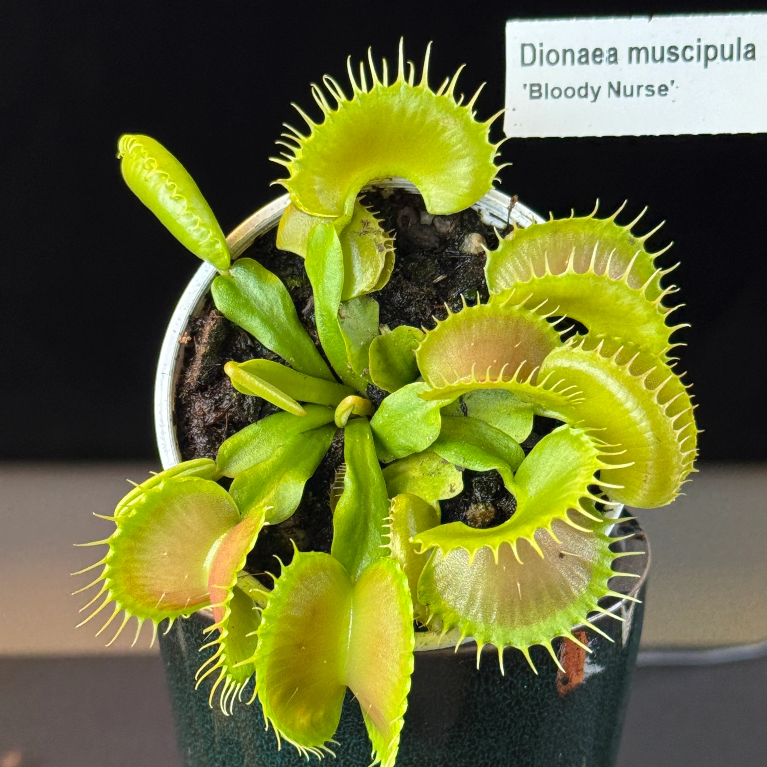 Dionaea muscipula 'Bloody Nurse'- Venus Fly Trap - Image 7