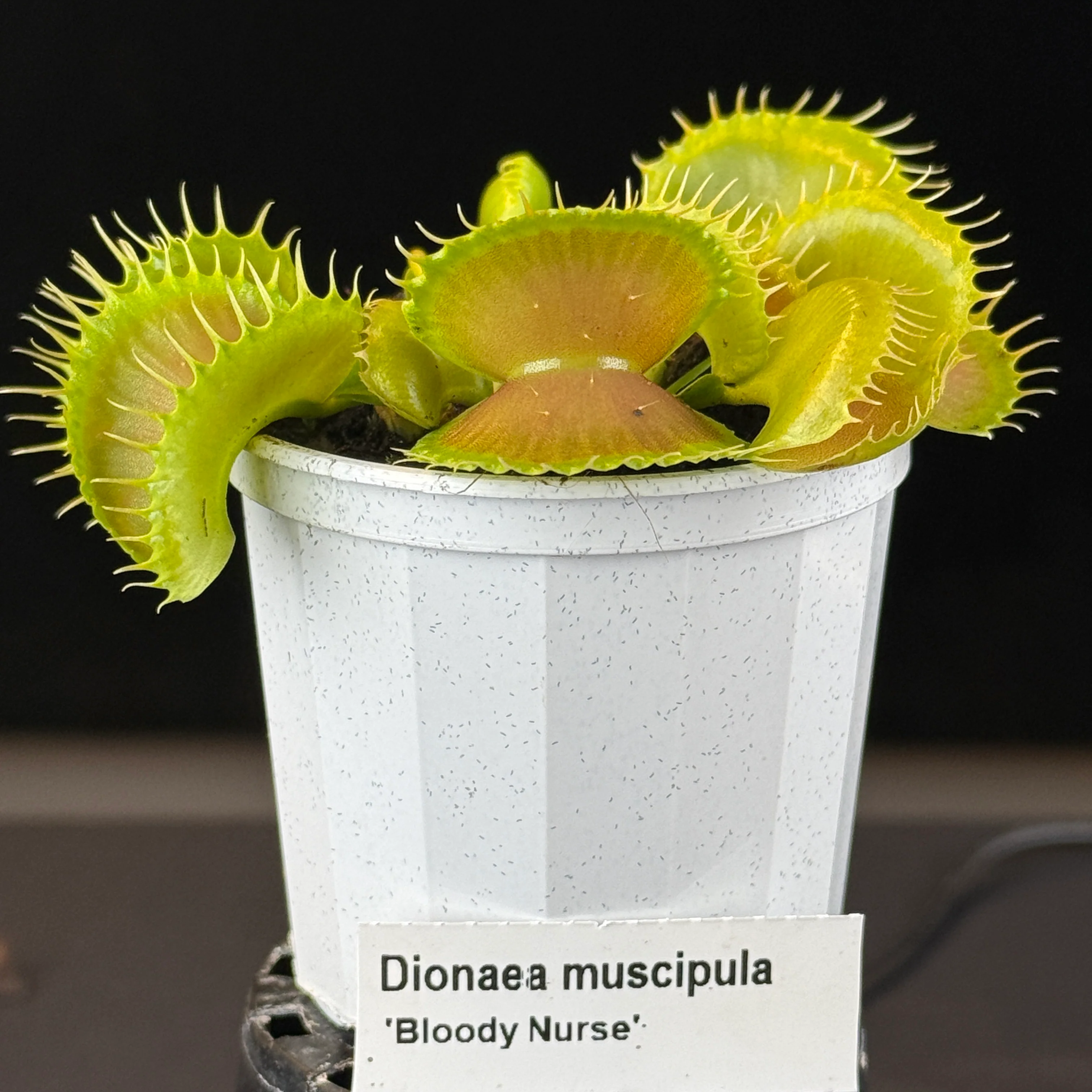Dionaea muscipula 'Bloody Nurse'- Venus Fly Trap - Image 8