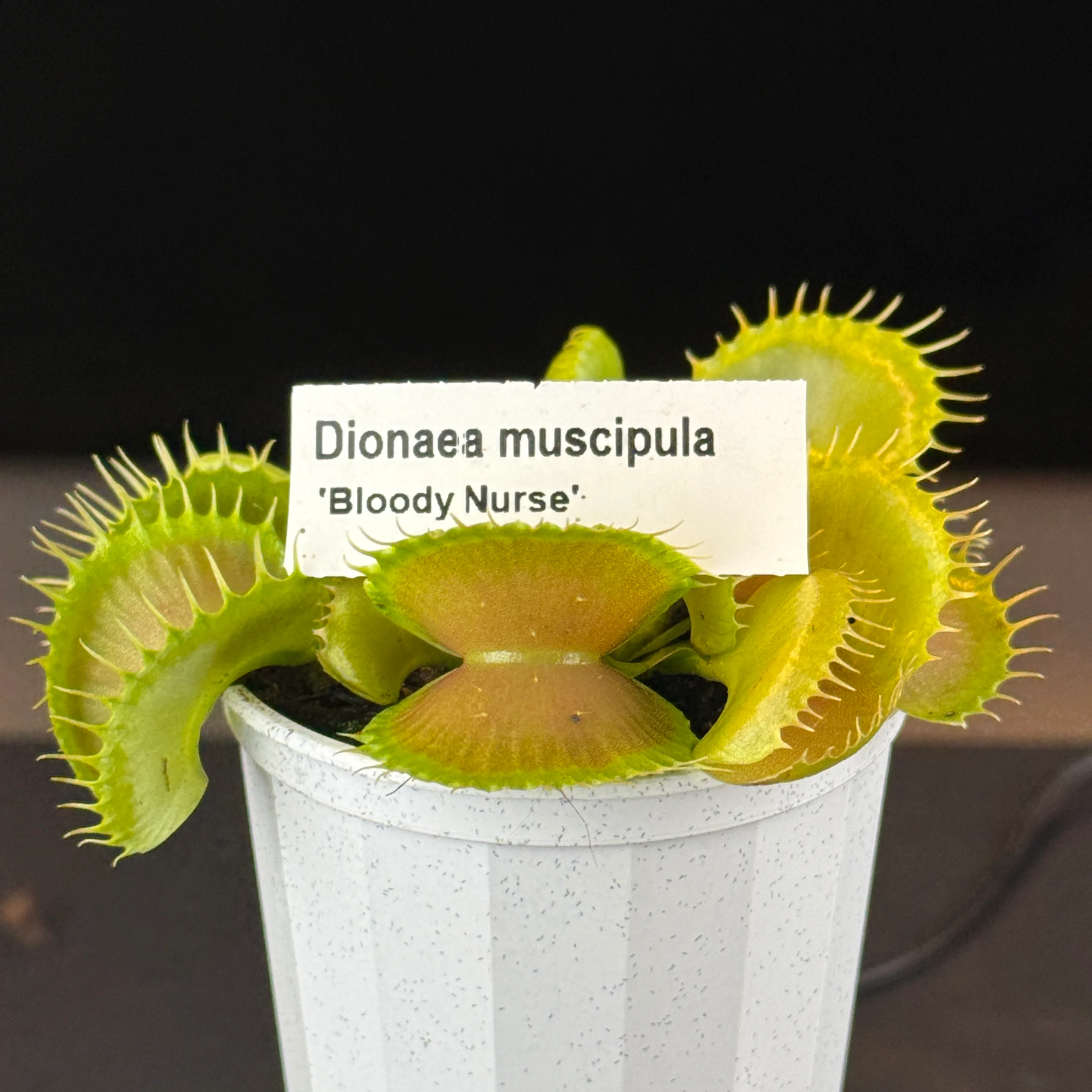 Dionaea muscipula 'Bloody Nurse'- Venus Fly Trap - Image 9