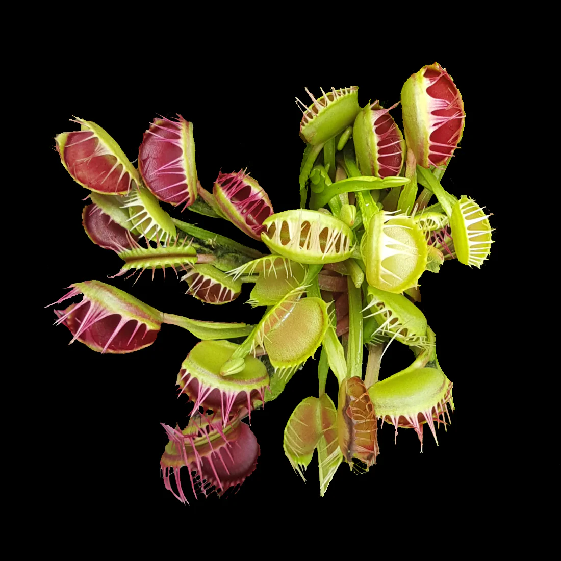 Dionaea muscipula 'Cross Tooth Freak' - Venus Fly Trap
