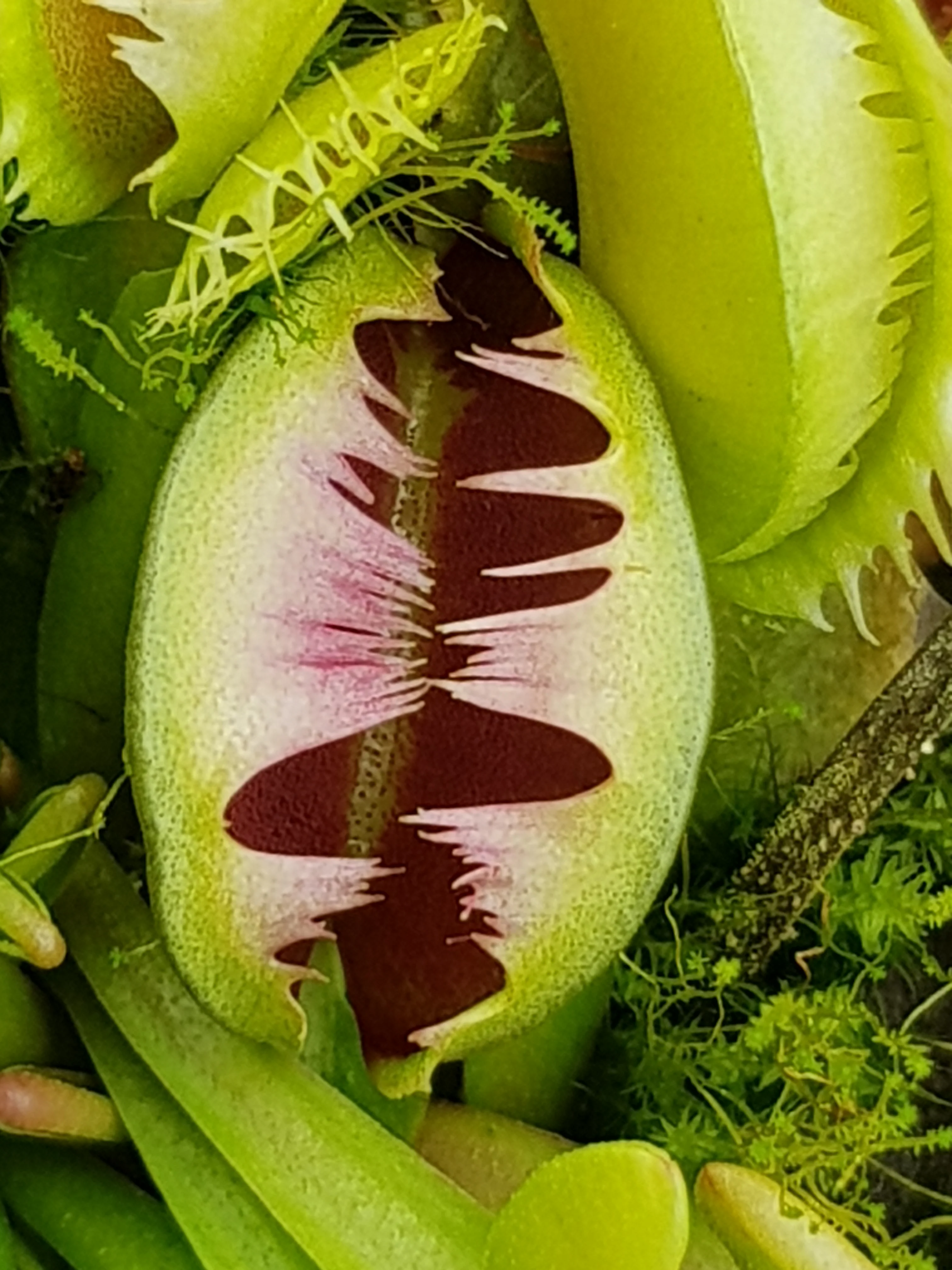 Dionaea muscipula 'Cross Tooth Freak' - Venus Fly Trap - Image 2