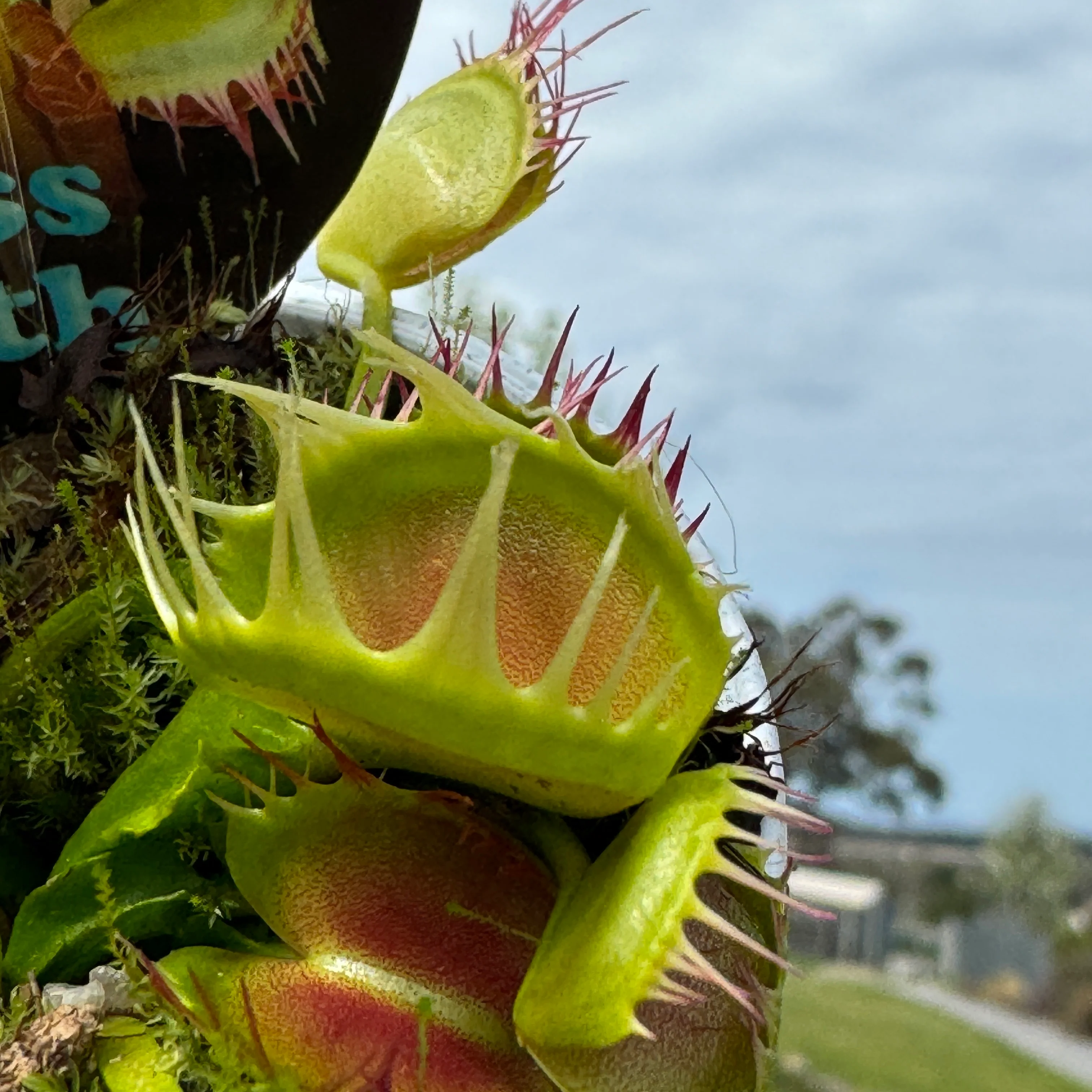 Dionaea muscipula 'Cross Tooth Freak' - Venus Fly Trap - Image 3