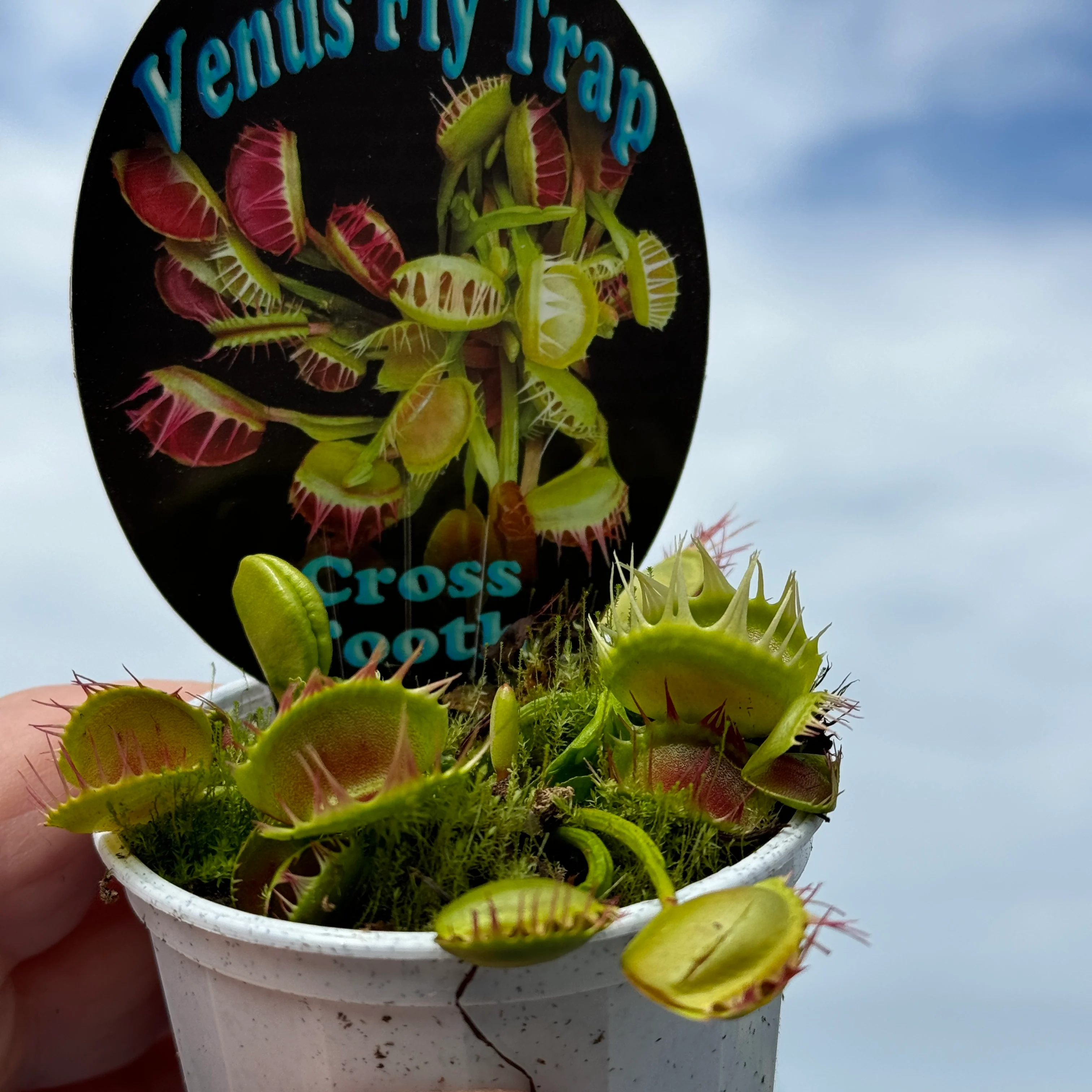 Dionaea muscipula 'Cross Tooth Freak' - Venus Fly Trap - Image 4