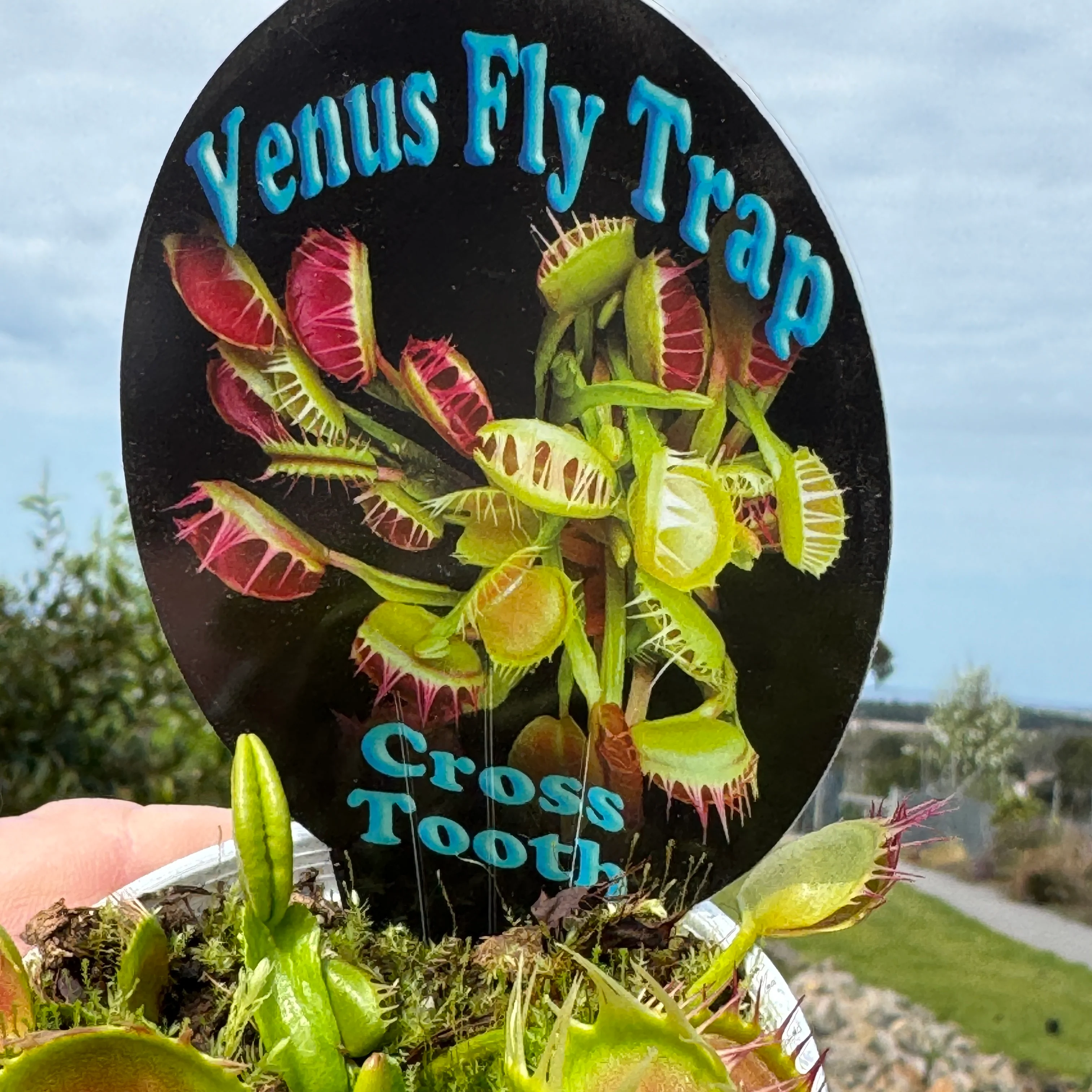 Dionaea muscipula 'Cross Tooth Freak' - Venus Fly Trap - Image 5