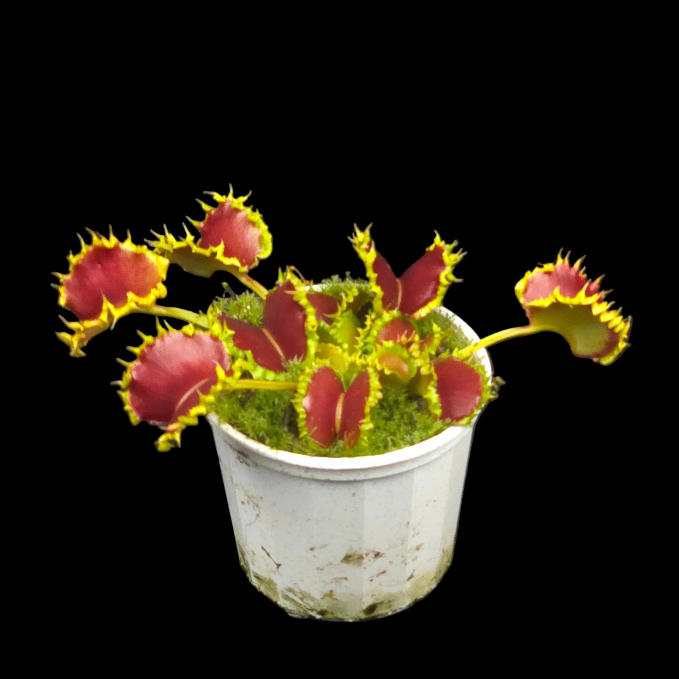 Dionaea muscipula 'Dumplings'
- Venus Fly Trap