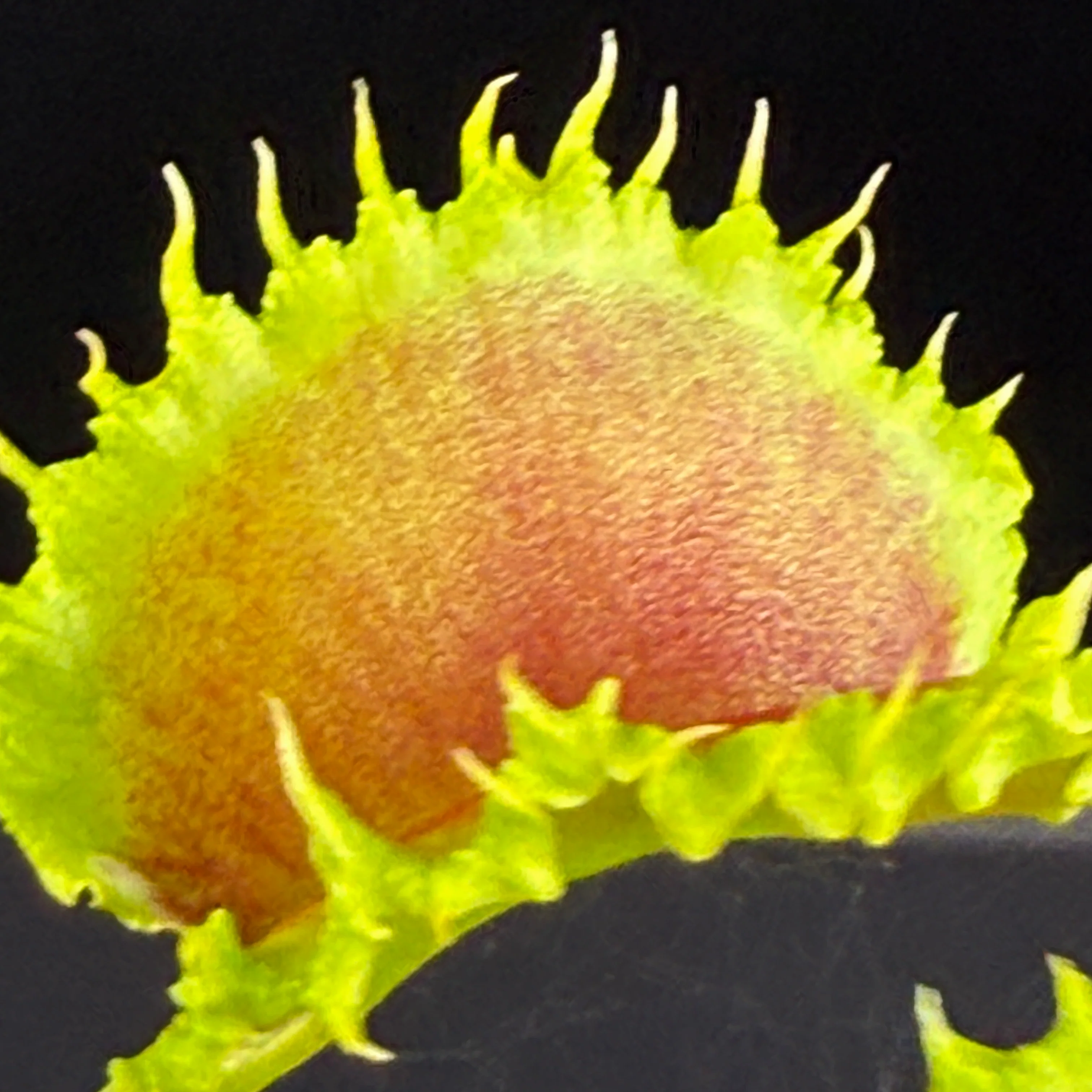 Dionaea muscipula 'Dumplings'
- Venus Fly Trap - Image 2