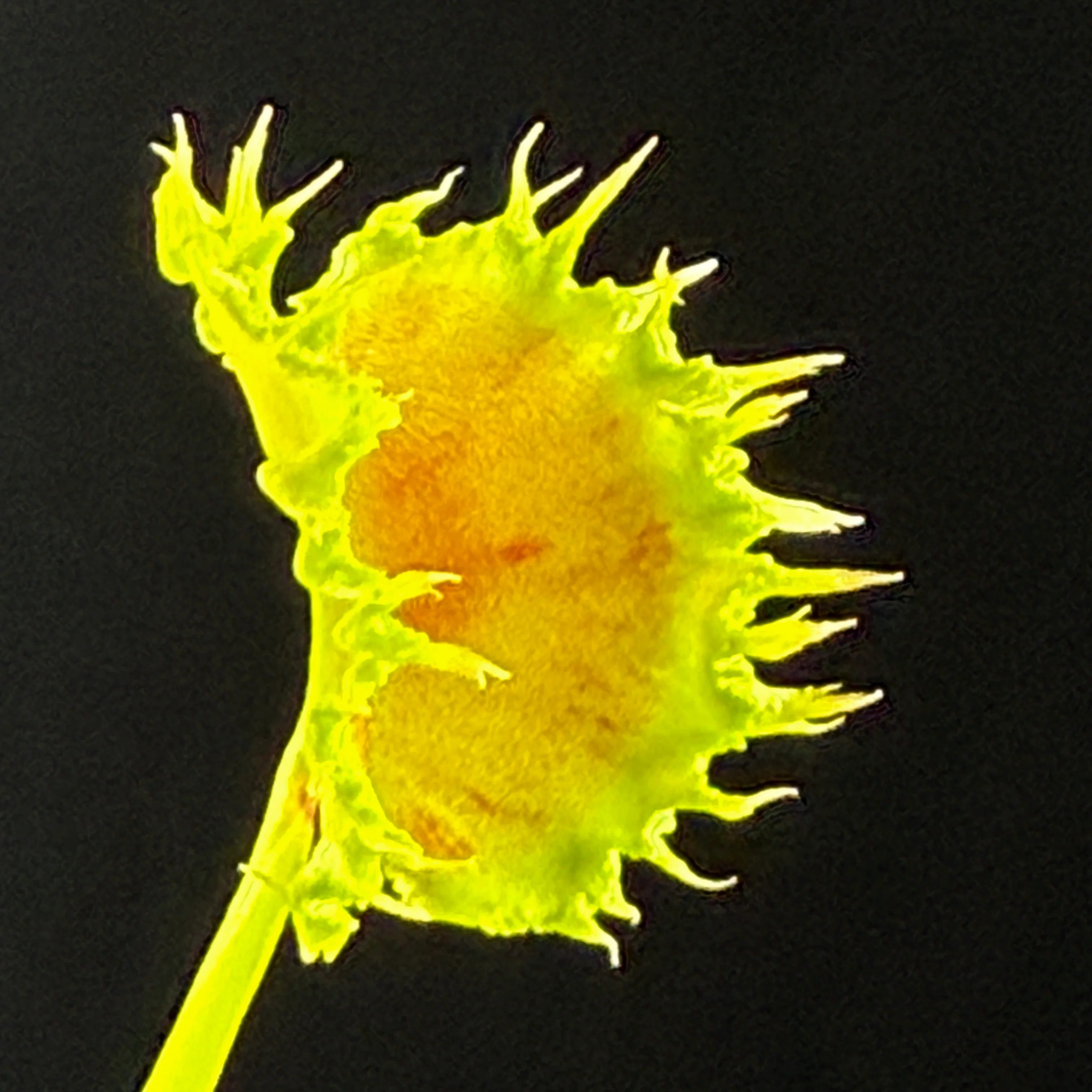 Dionaea muscipula 'Dumplings'
- Venus Fly Trap - Image 3