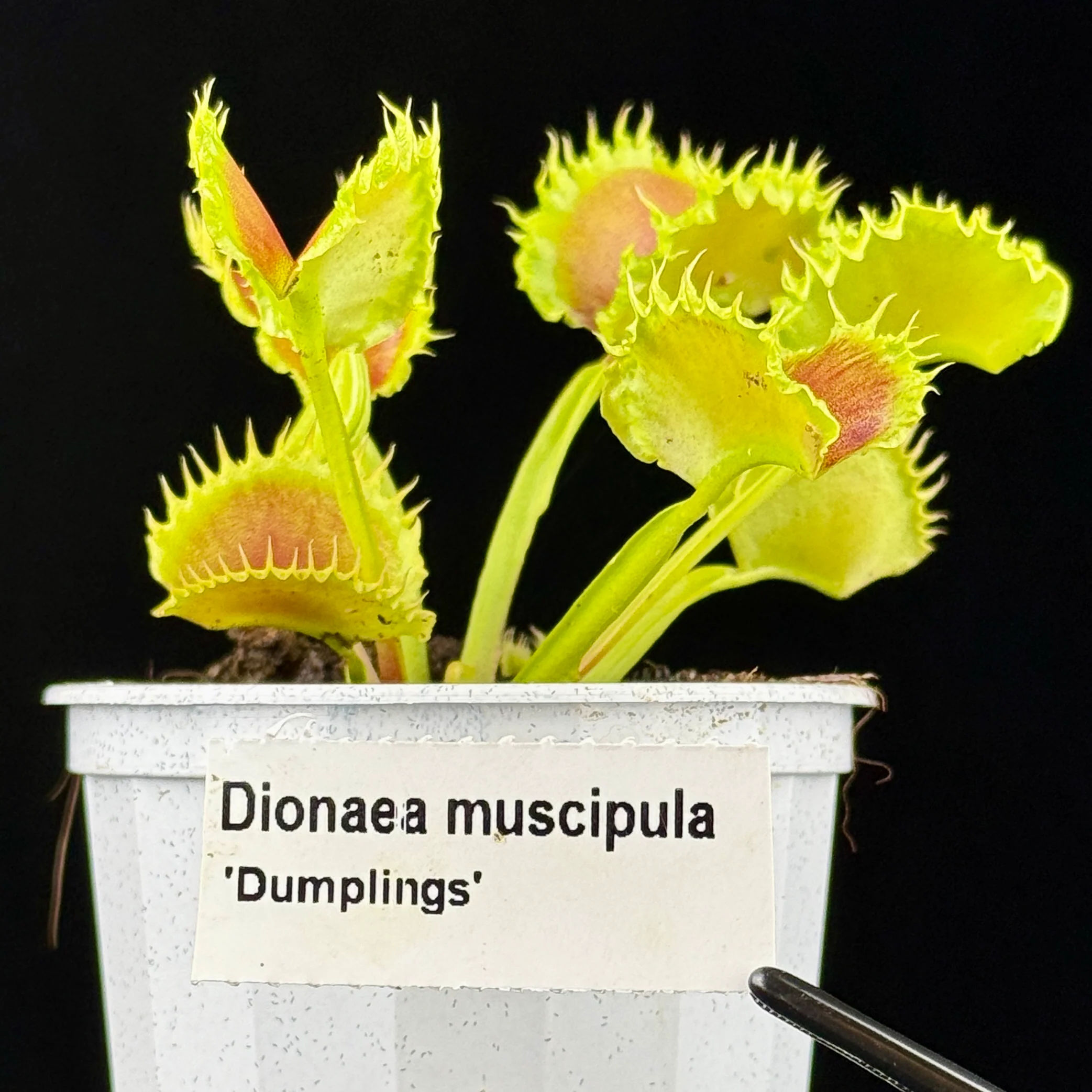 Dionaea muscipula 'Dumplings'
- Venus Fly Trap - Image 4