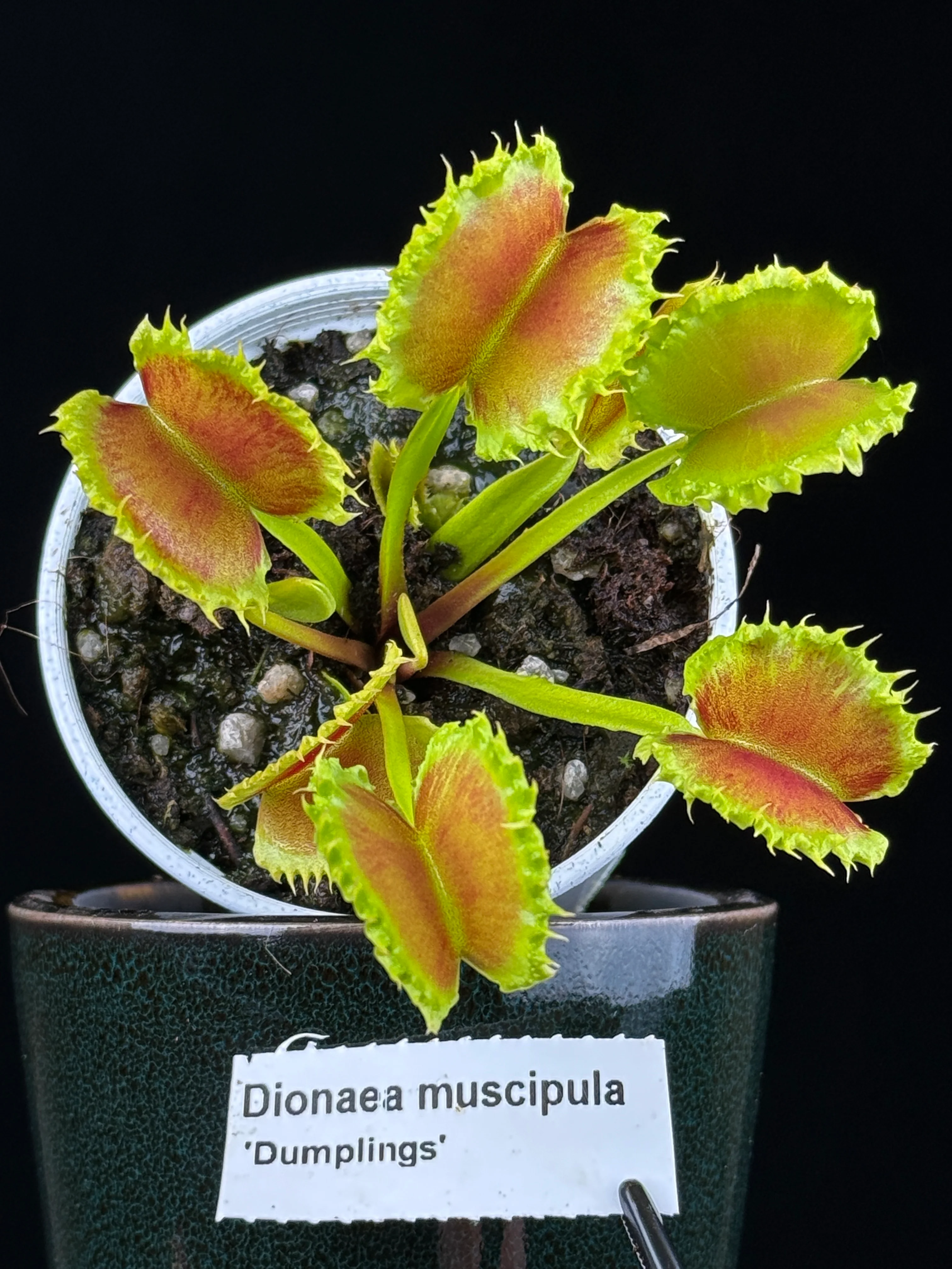 Dionaea muscipula 'Dumplings'
- Venus Fly Trap - Image 5