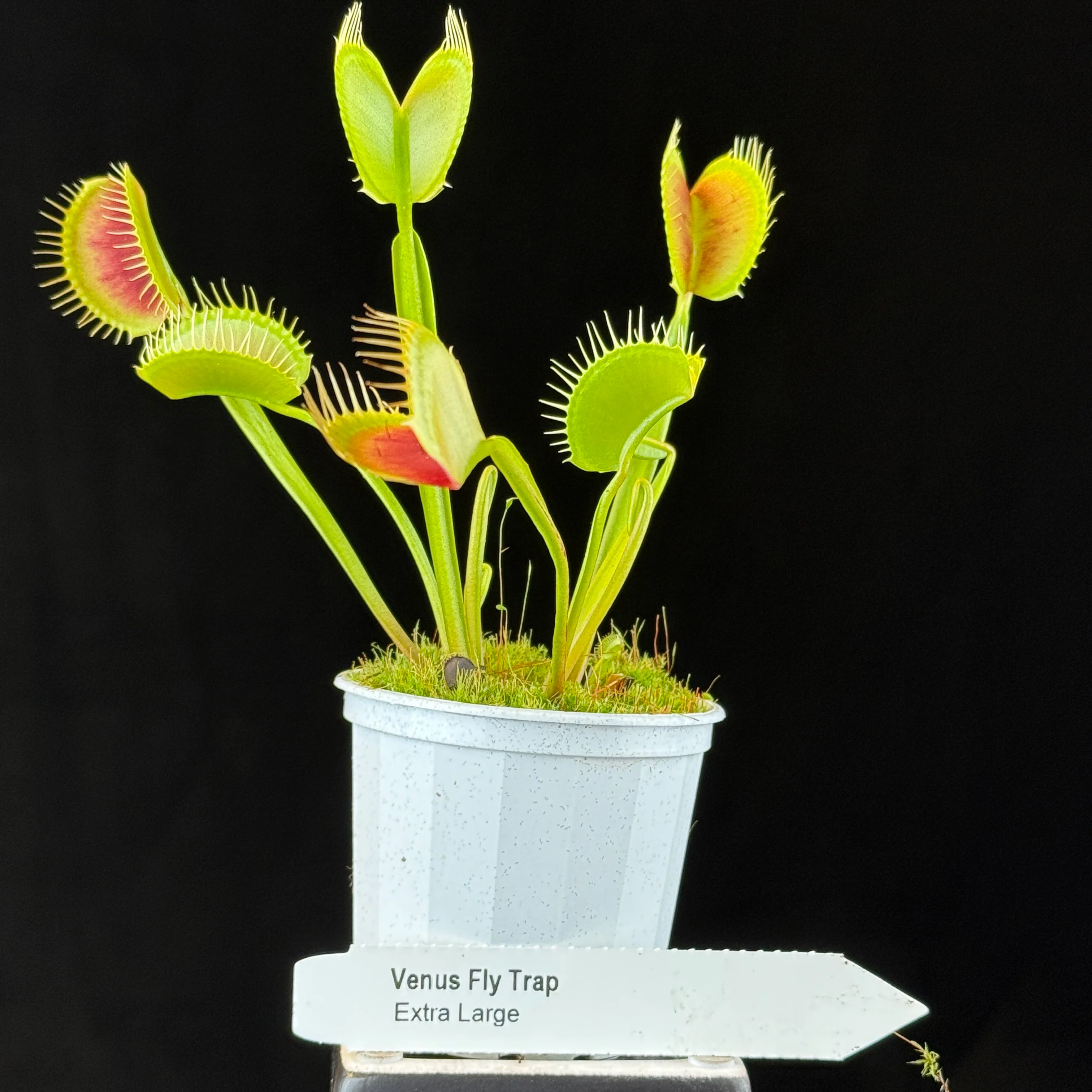 Dionaea muscipula 'Extra Large' – Venus Fly Trap - Image 2